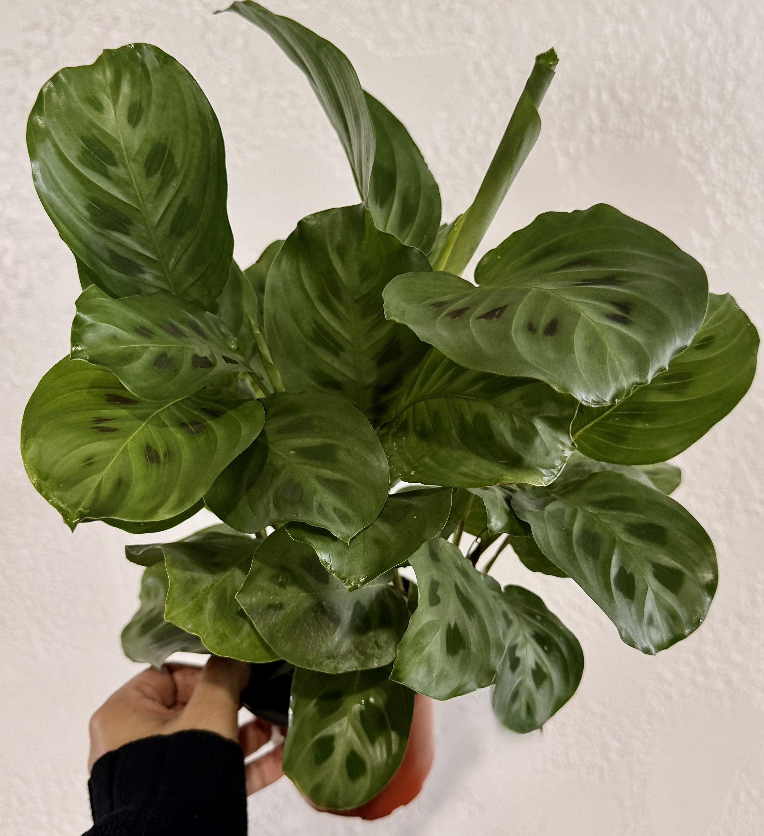 6" Maranta Black