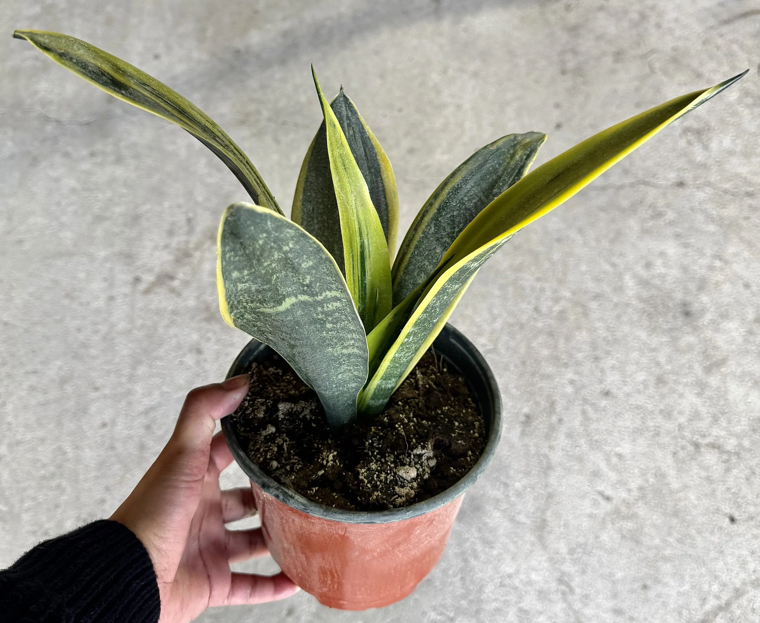 6" Sansevieria Golden Flame 