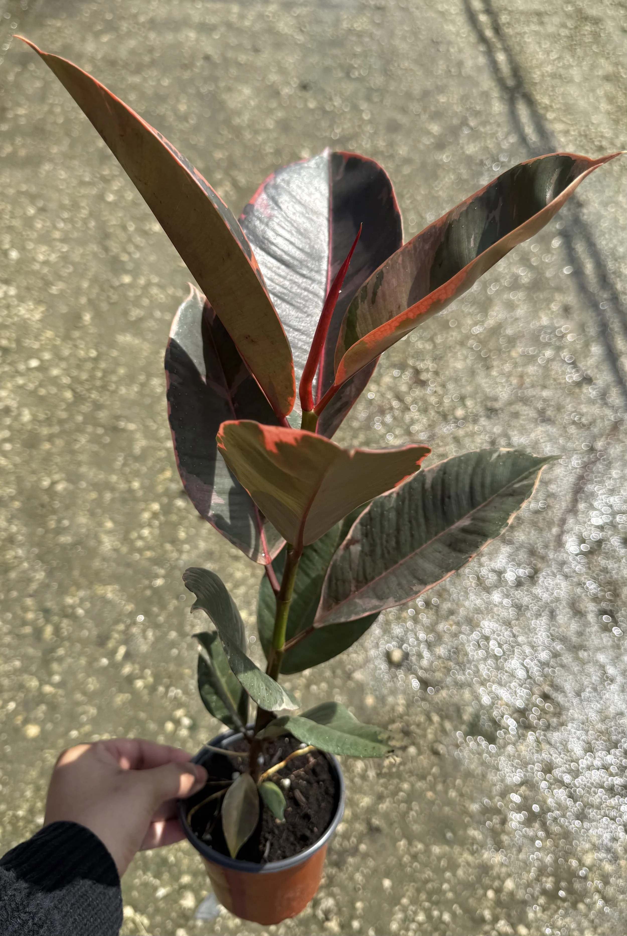 4" Ficus Ruby