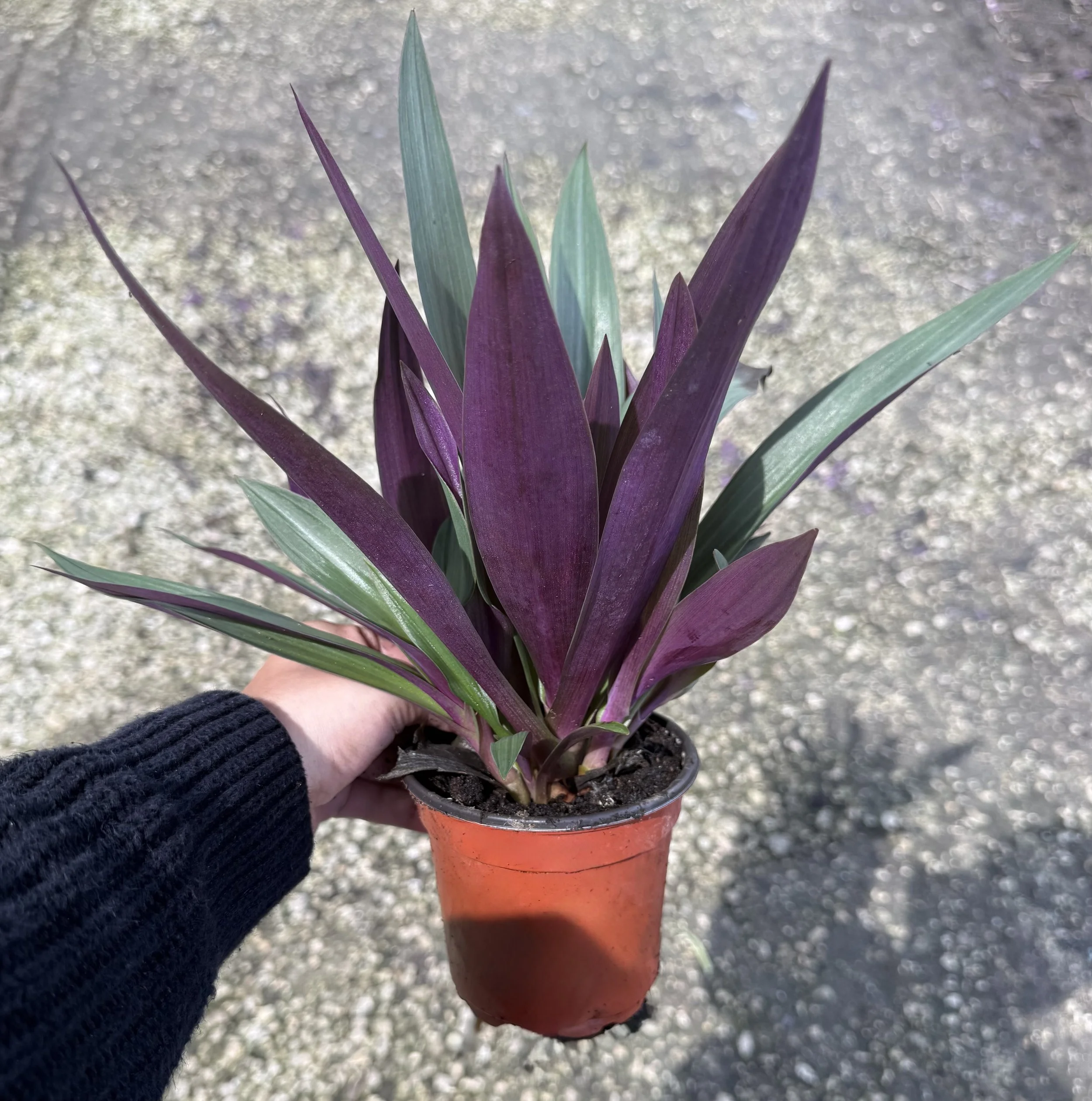 4" Rhoe Discolor