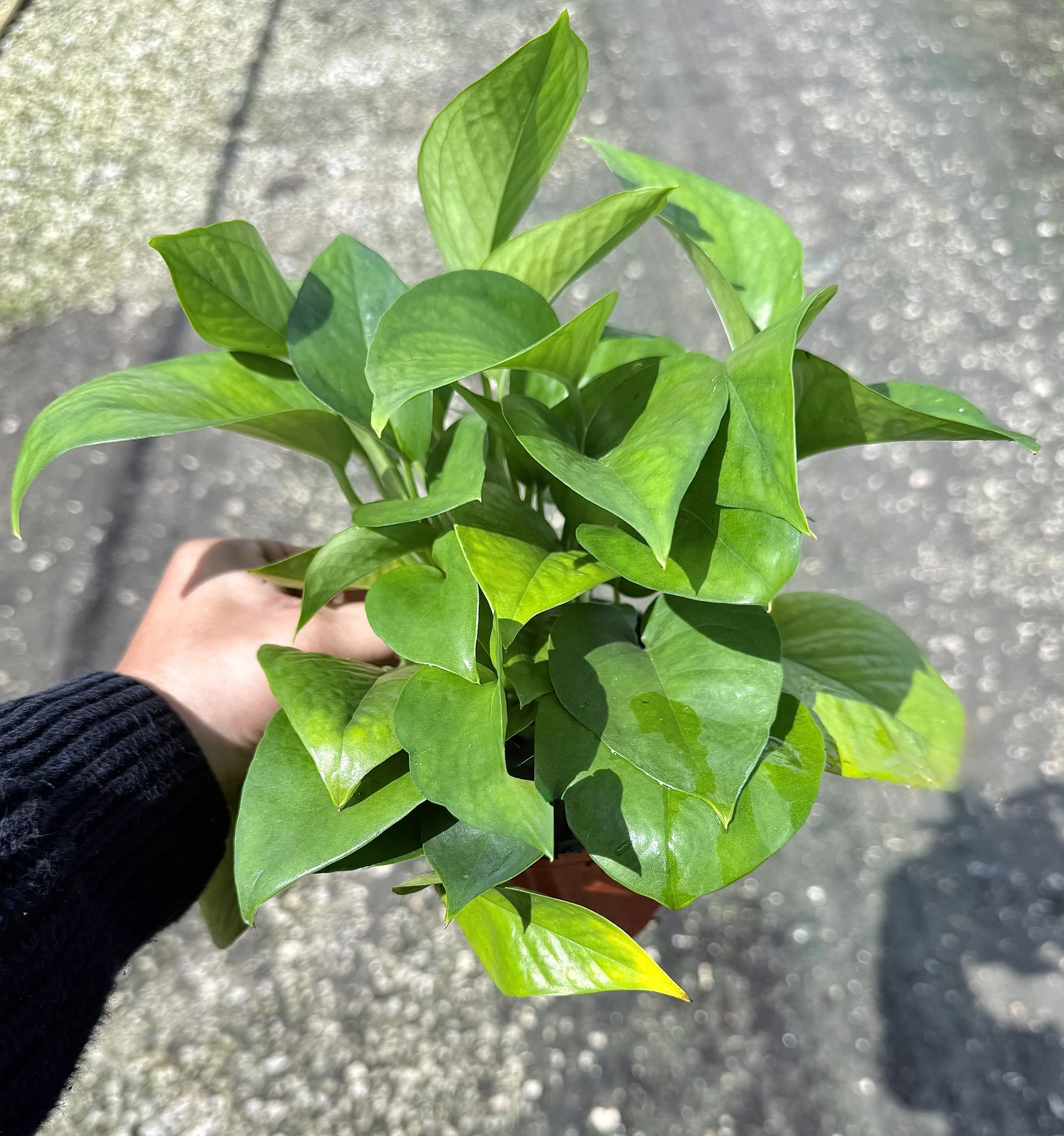 4" Jade Pothos