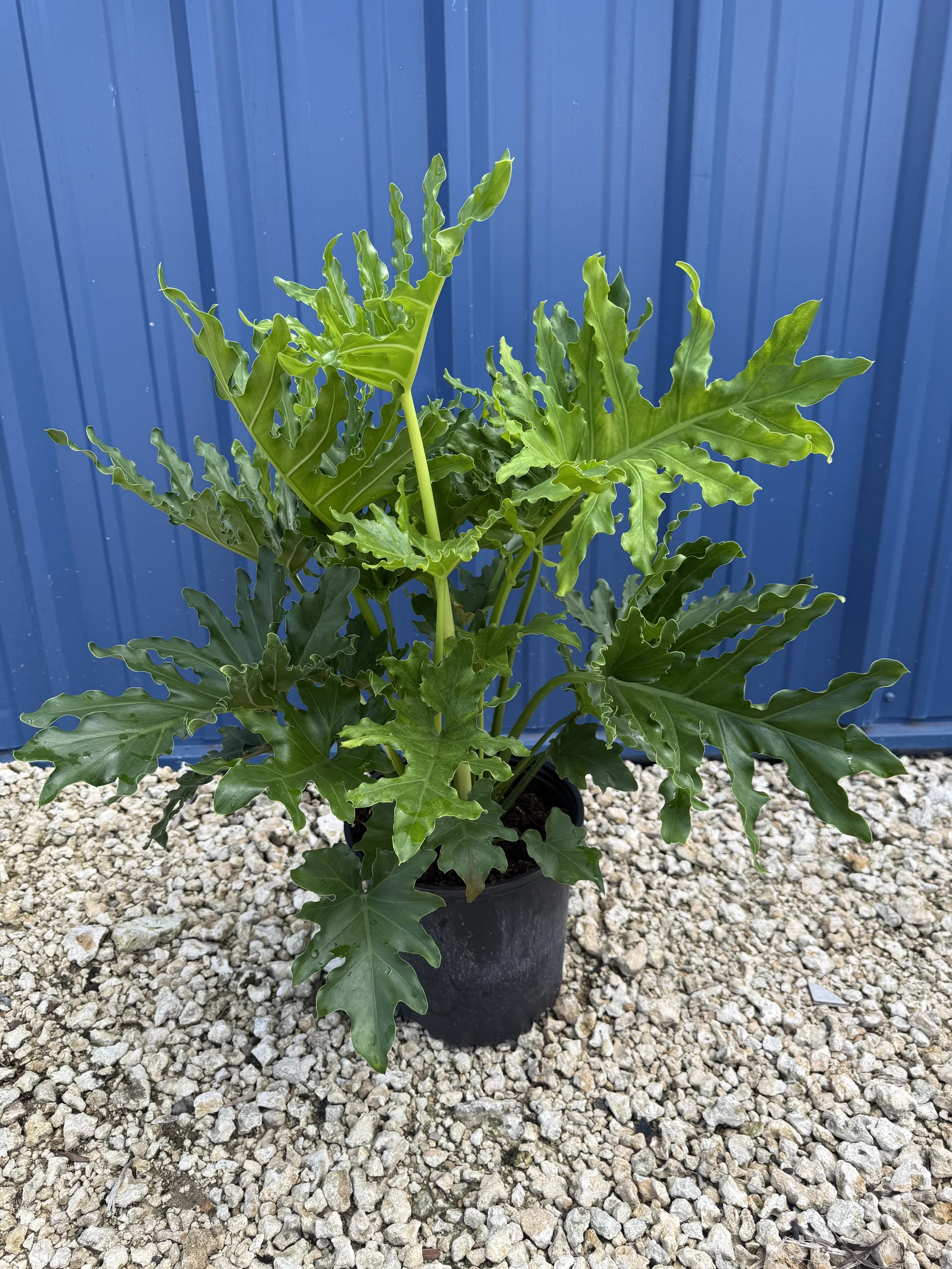 10" Philodendron Lickety Split