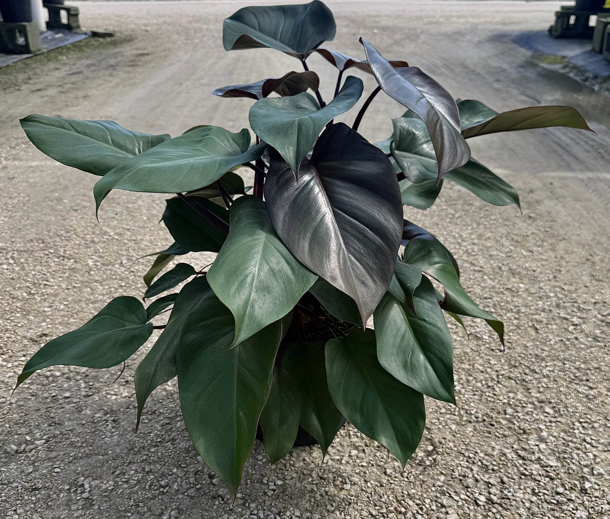 10" Philodendron Red Congo 
