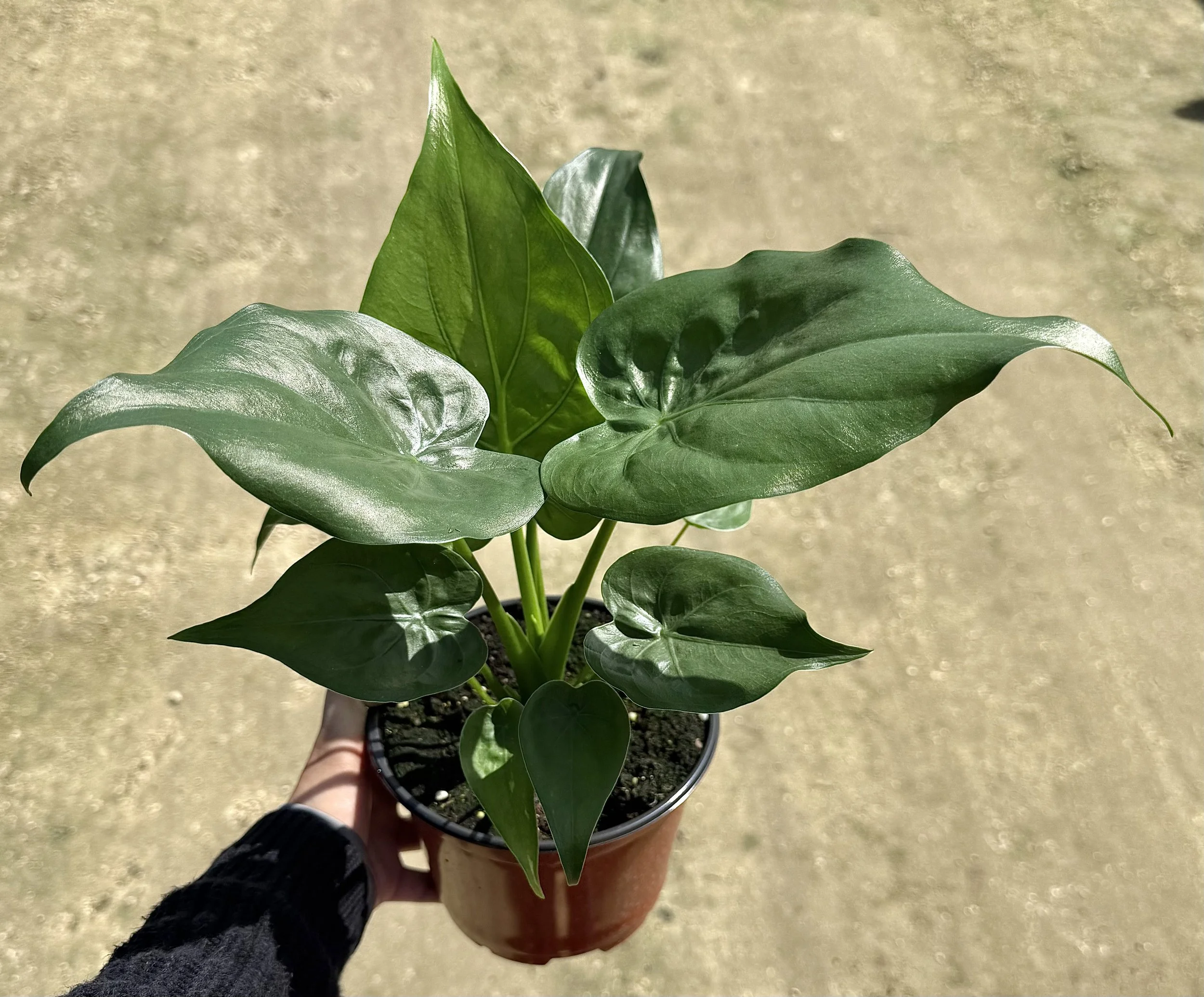 6" Alocasia Cuculata