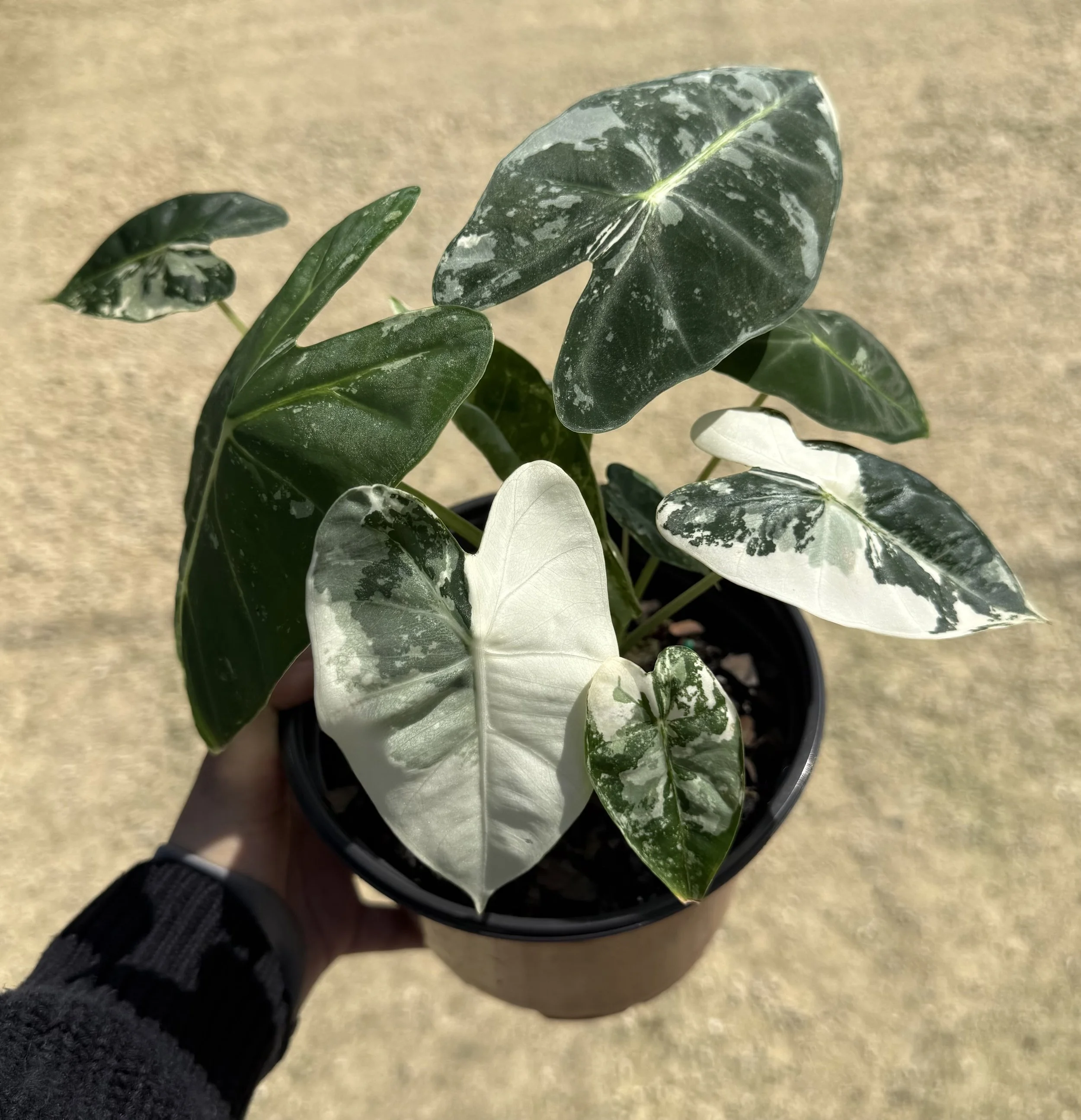 6" Alocasia Frydek Variegated