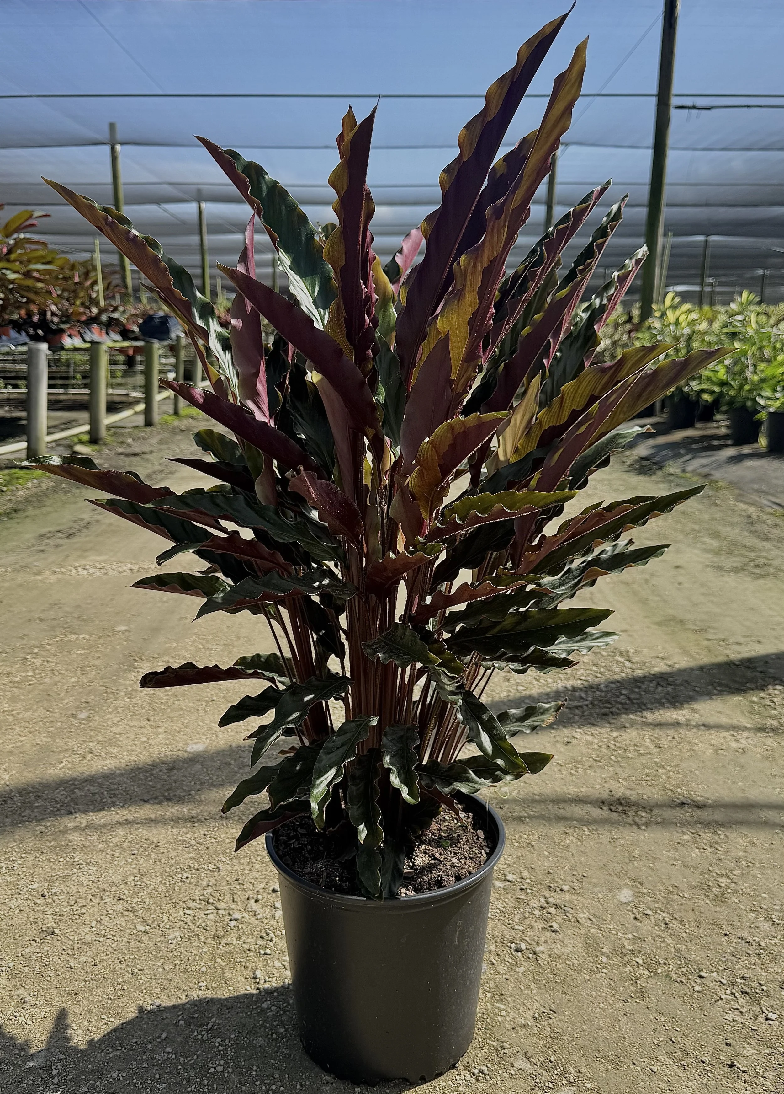 10" Calathea Rufibarba