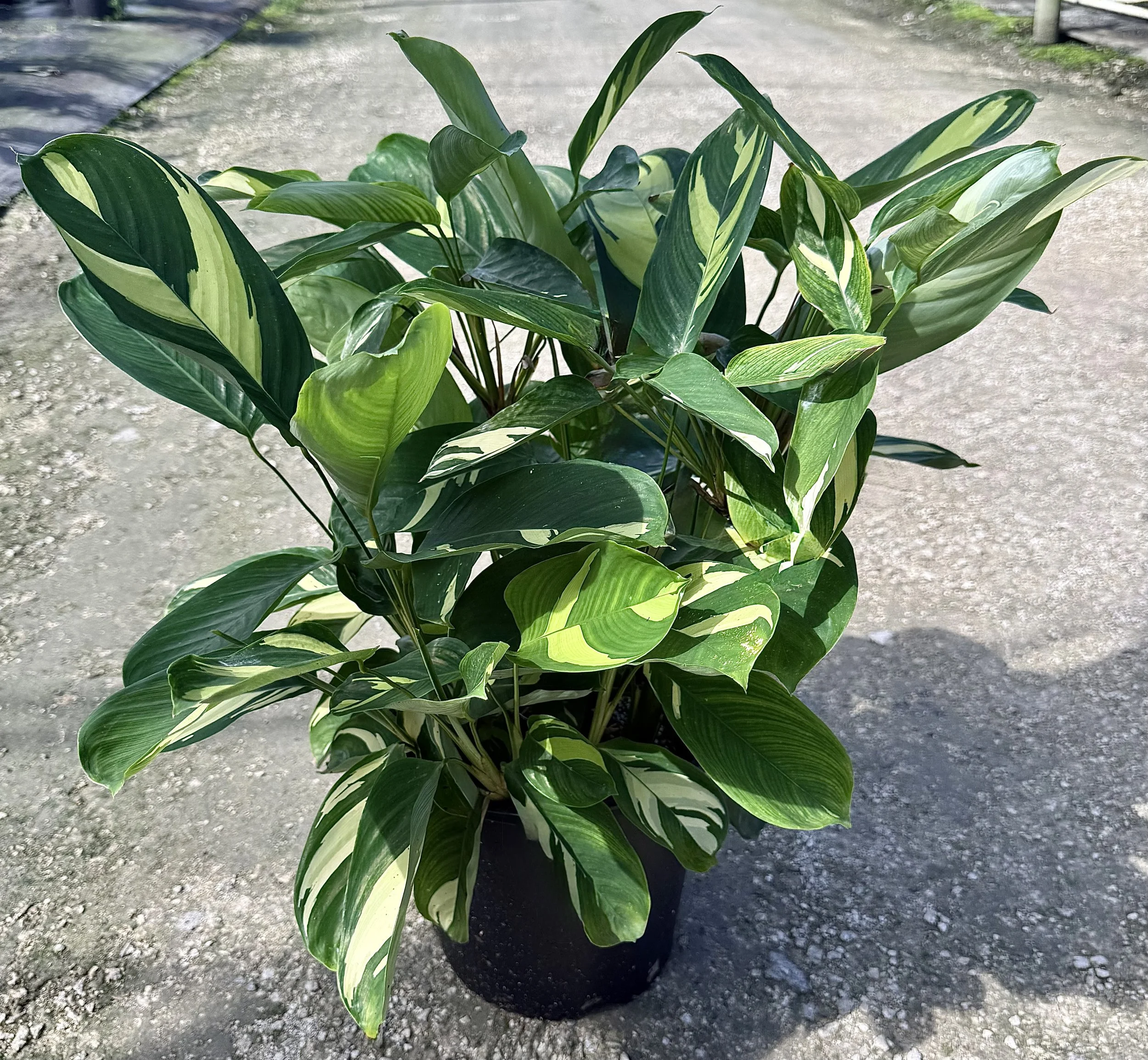 10" Calathea Lubersii