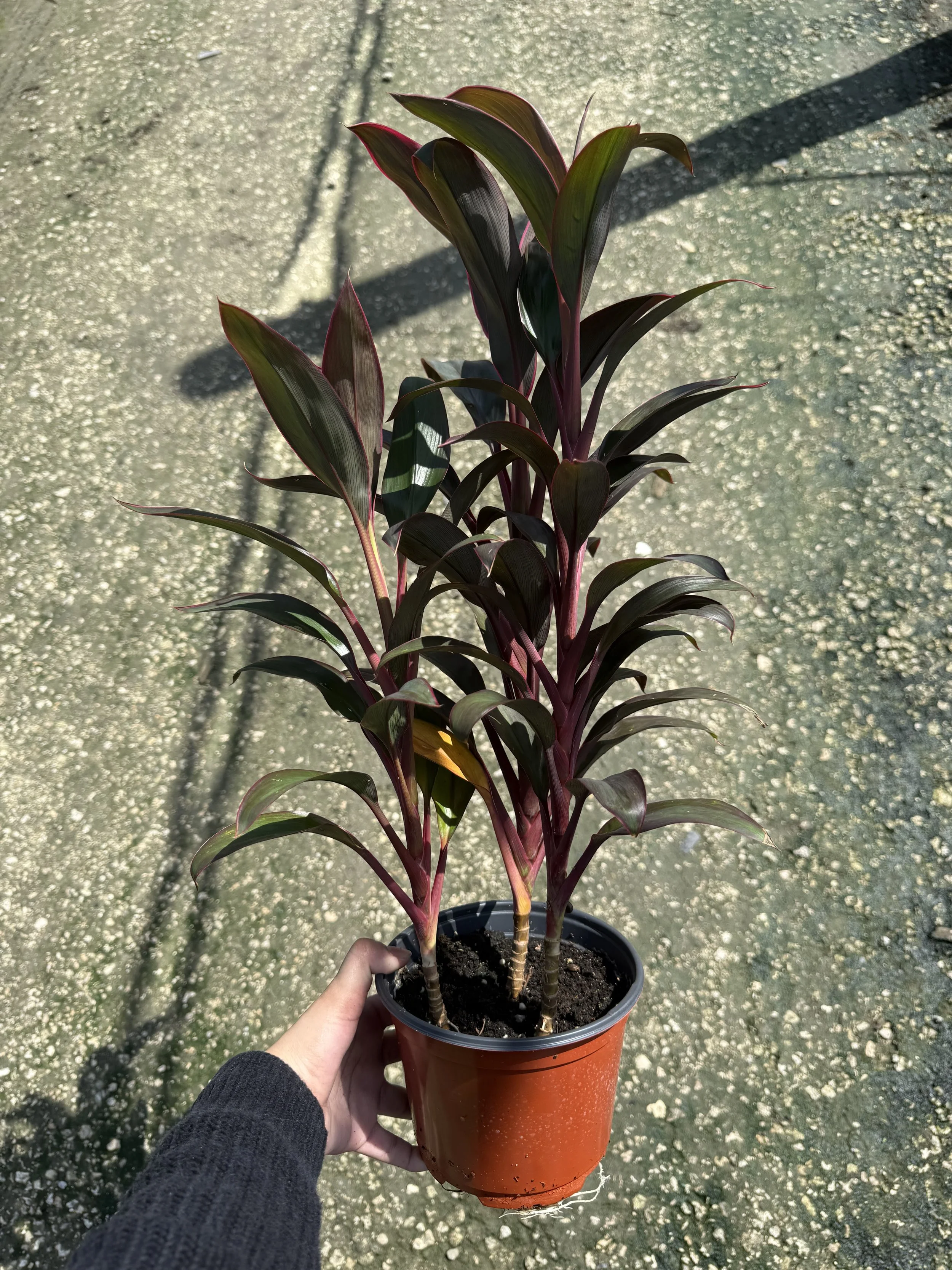 6" Cordoline