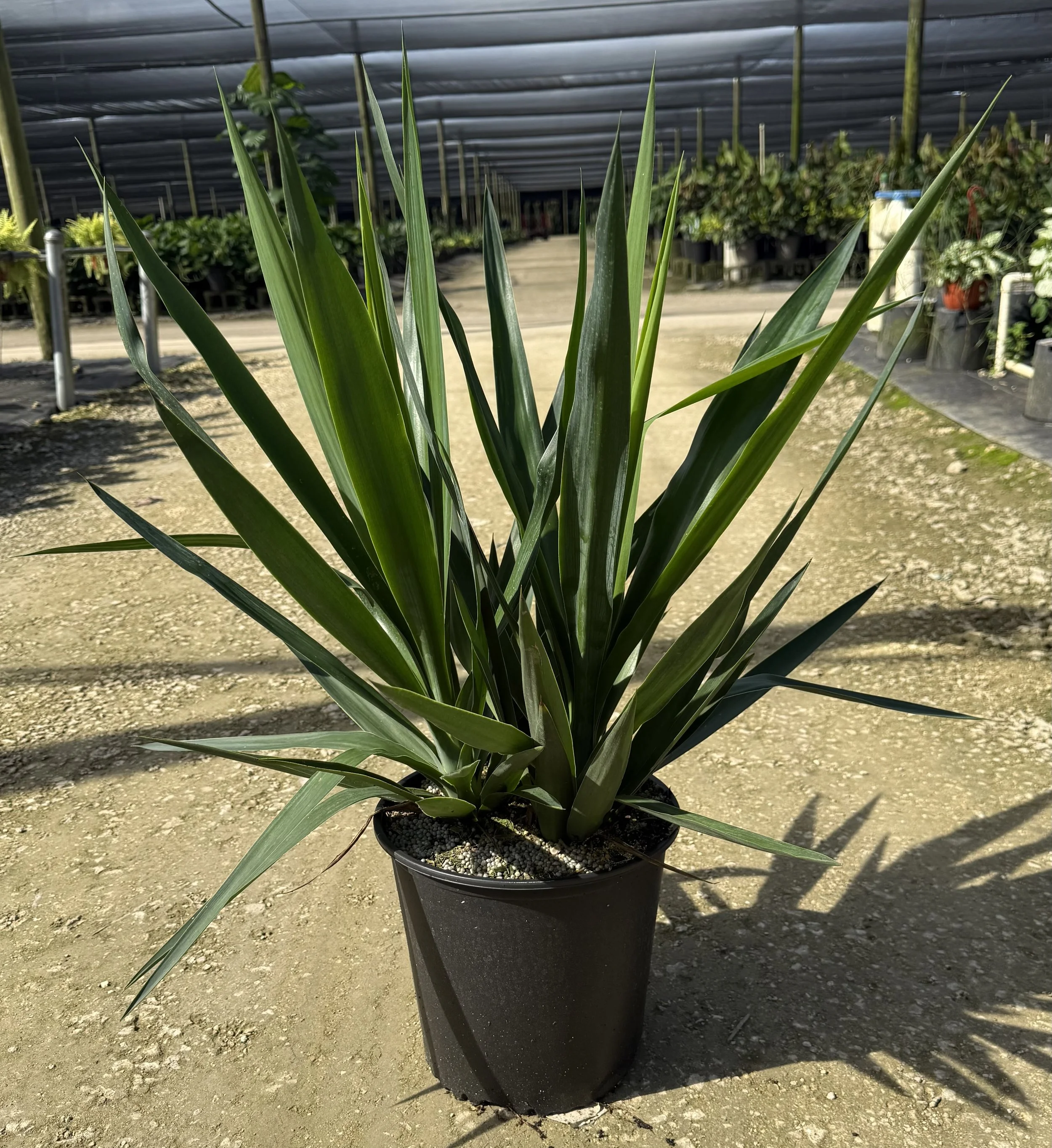 10" Yucca Tip 2PPP