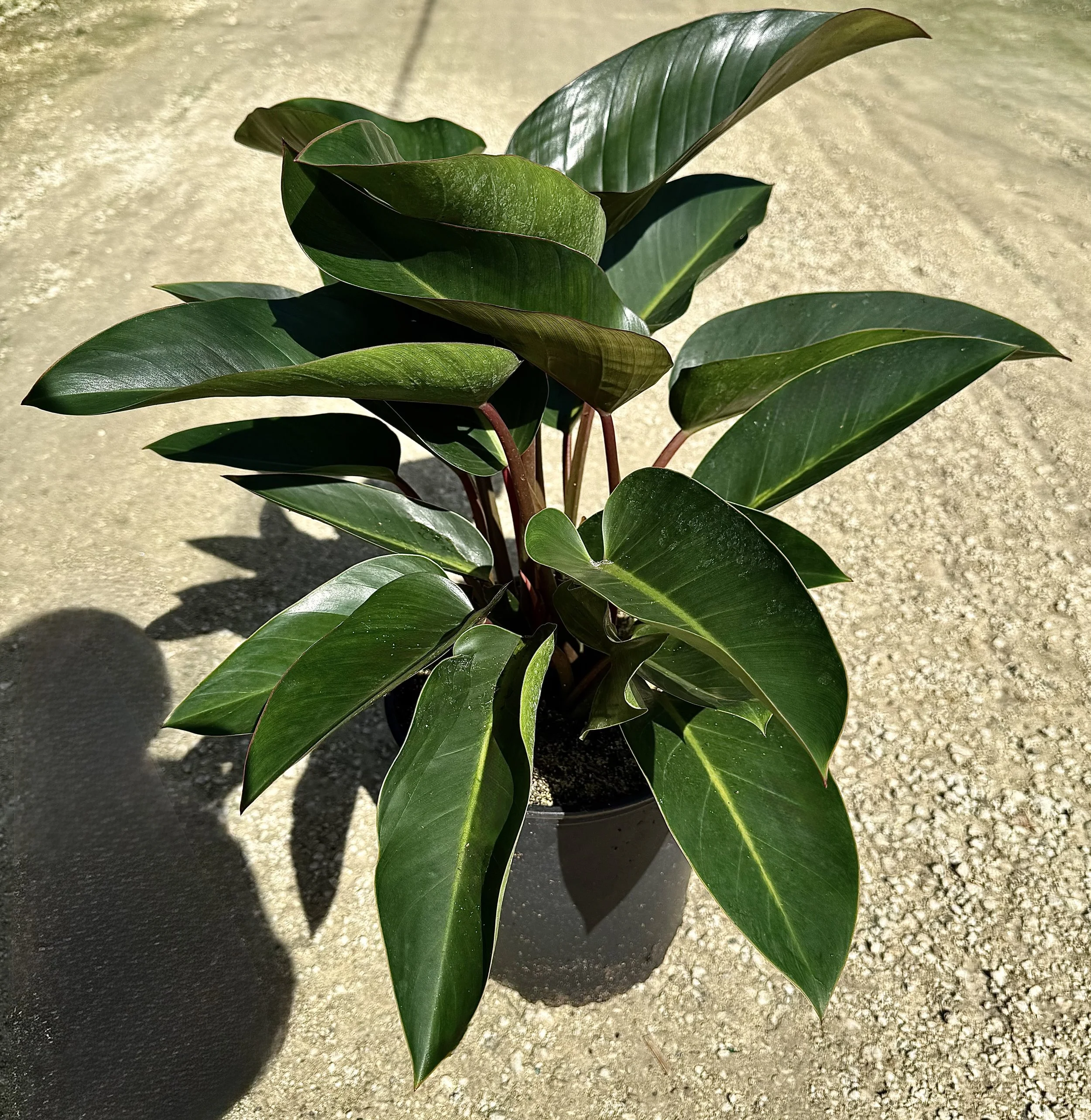 10" Philodendron Red Congo