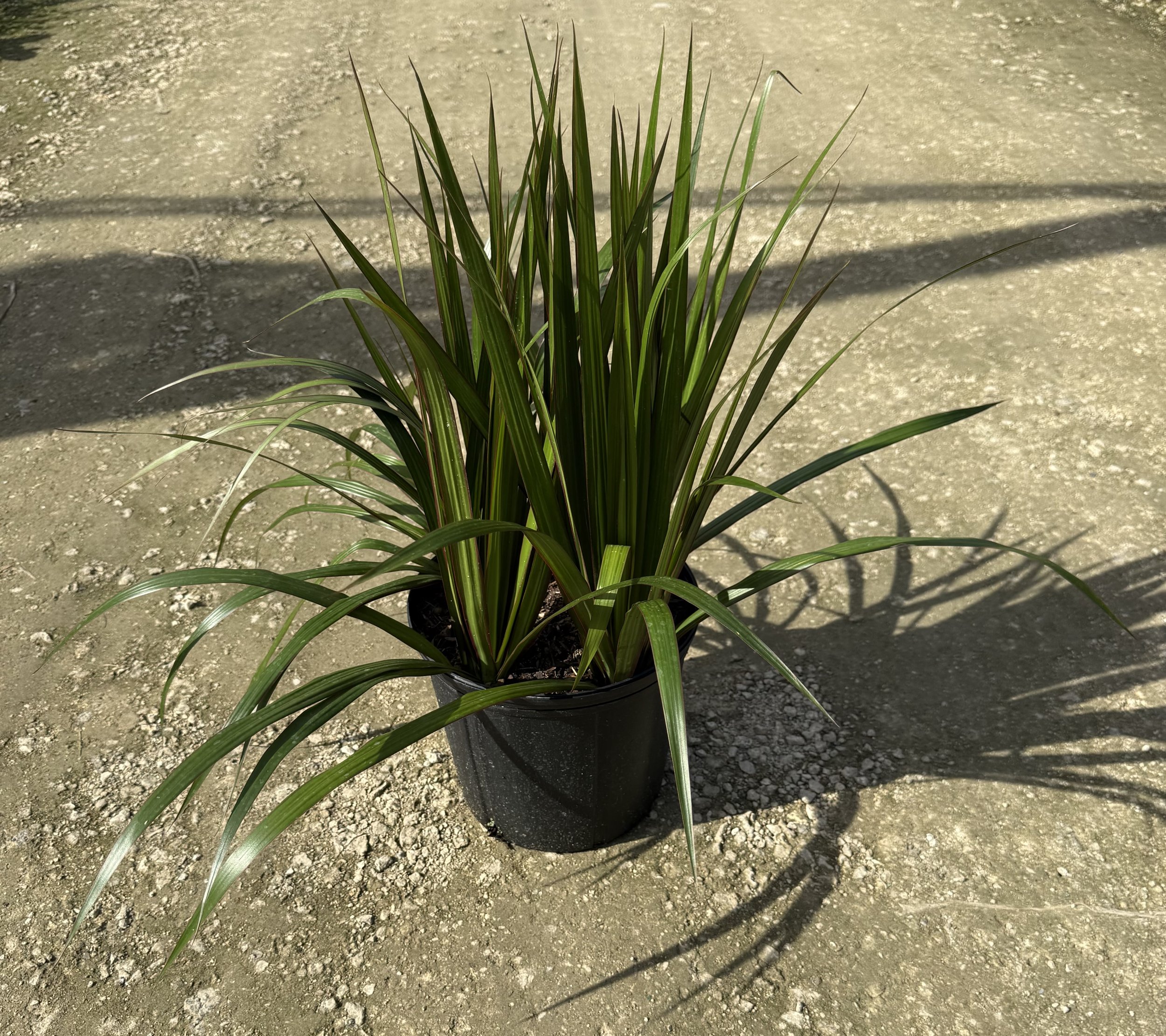 10" Dracaena Magenta Tip