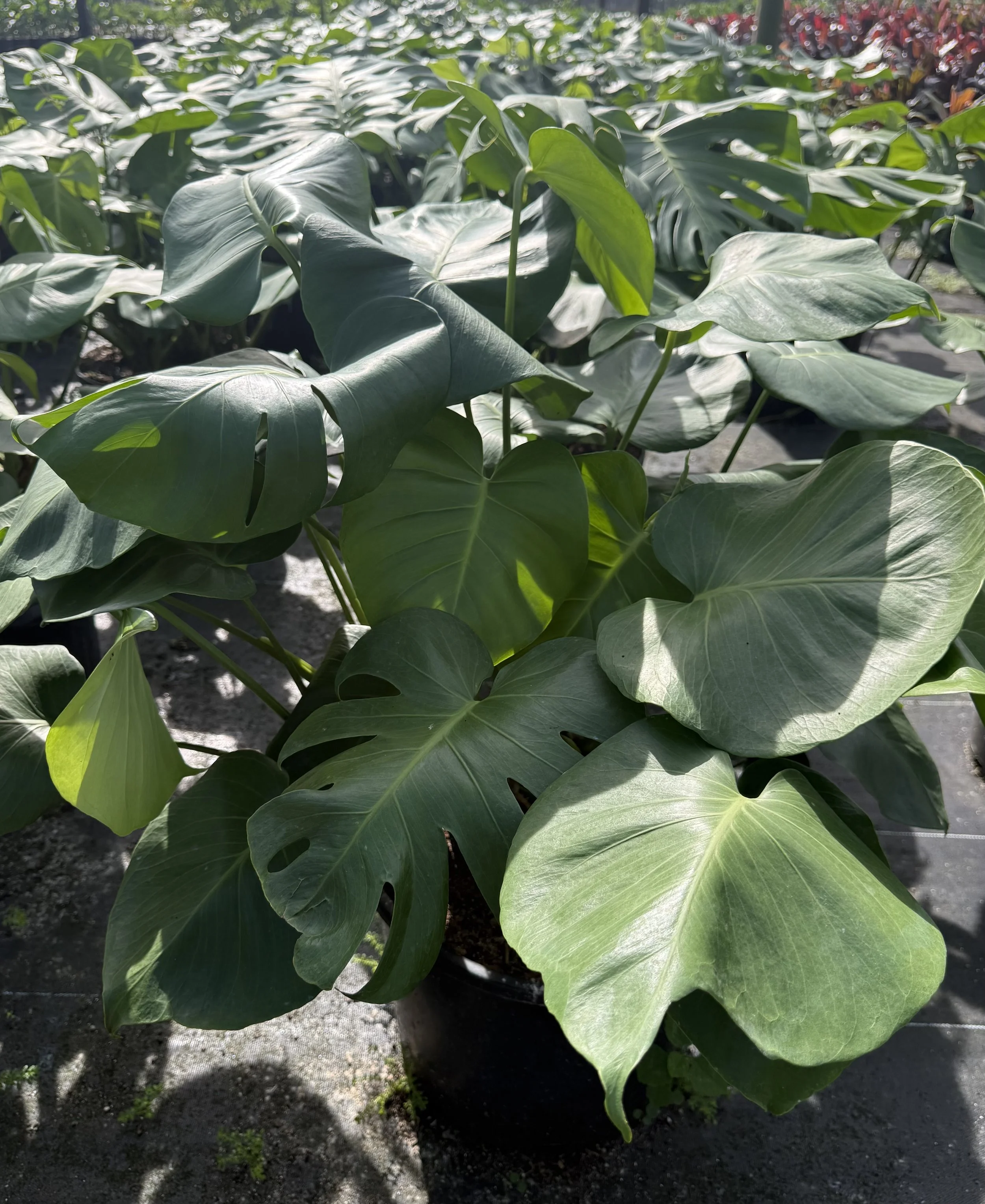 14" Philodendron Monstera