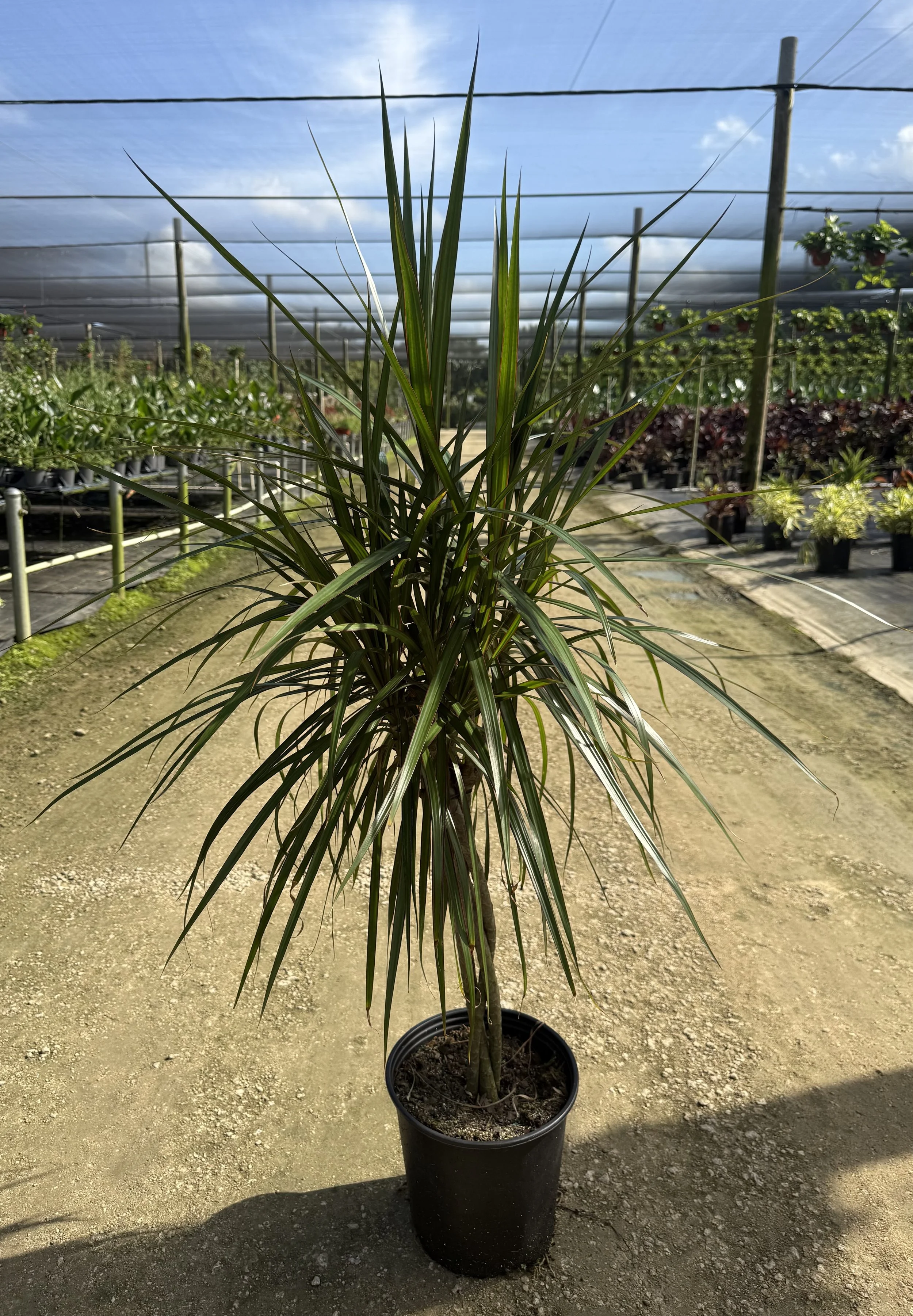 10" Dracaena Marginata Braid