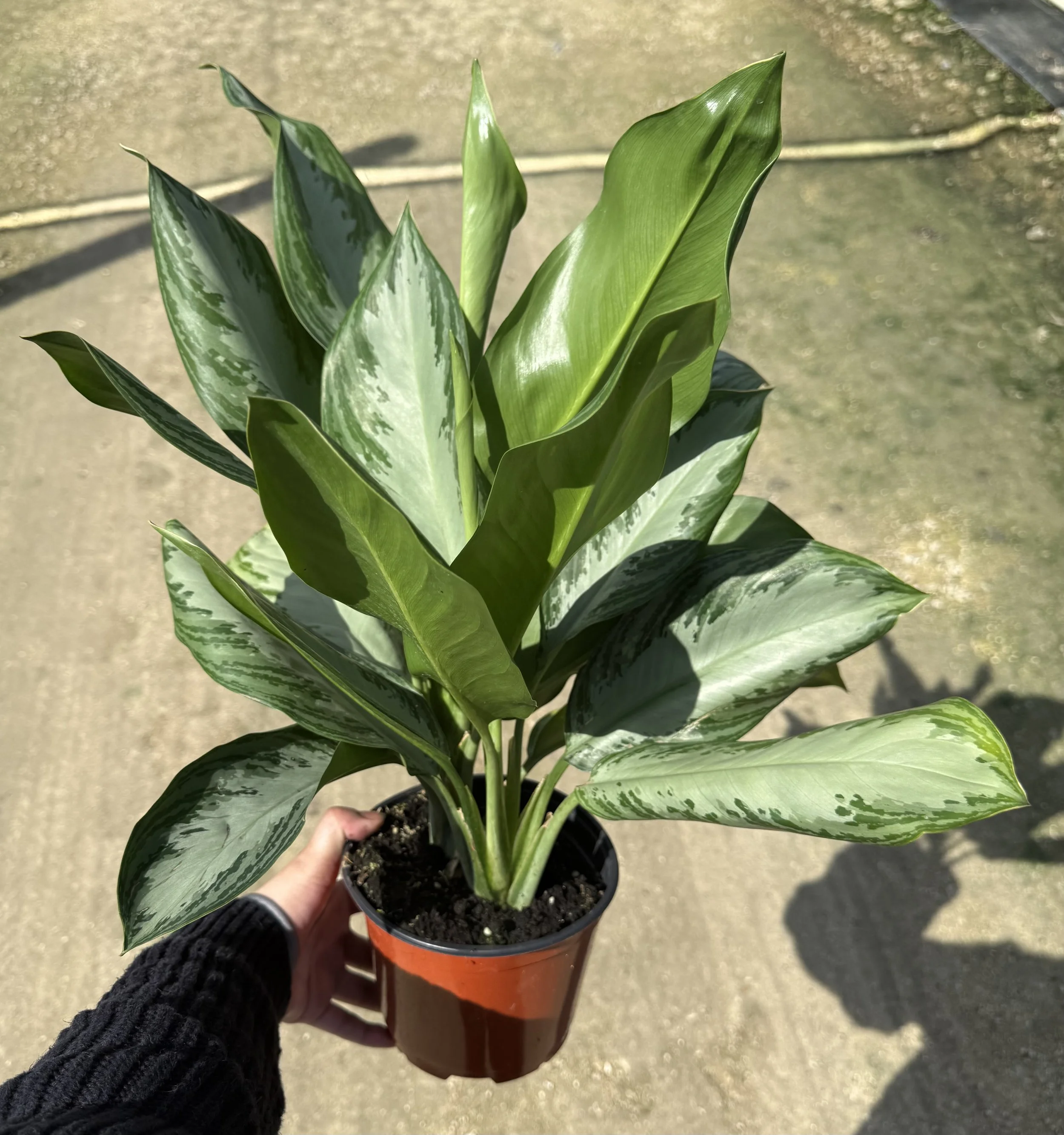 6" Aglaonema Silver Bay 