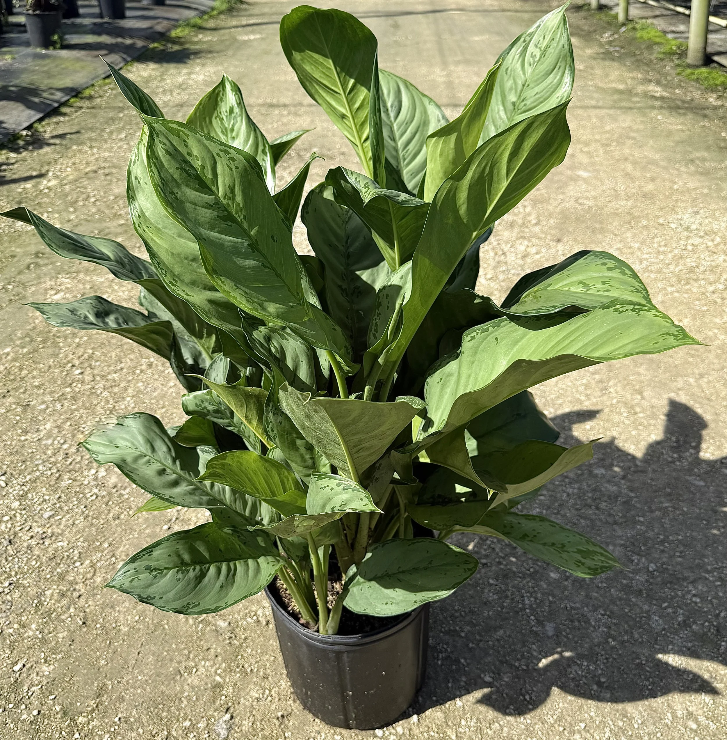 10" Aglaonema BJ Freeman