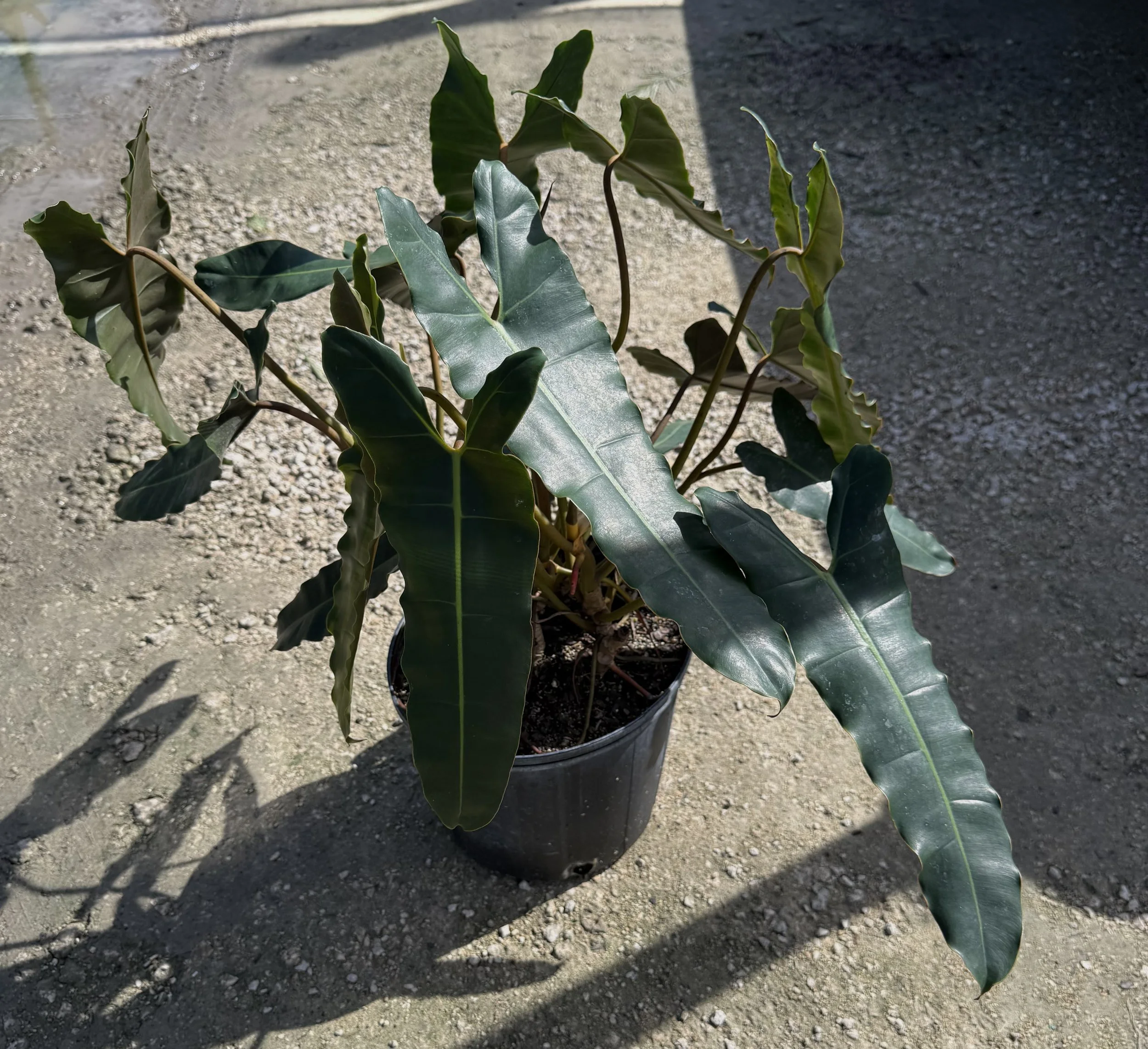10" Philodendron  Billietiae Black 