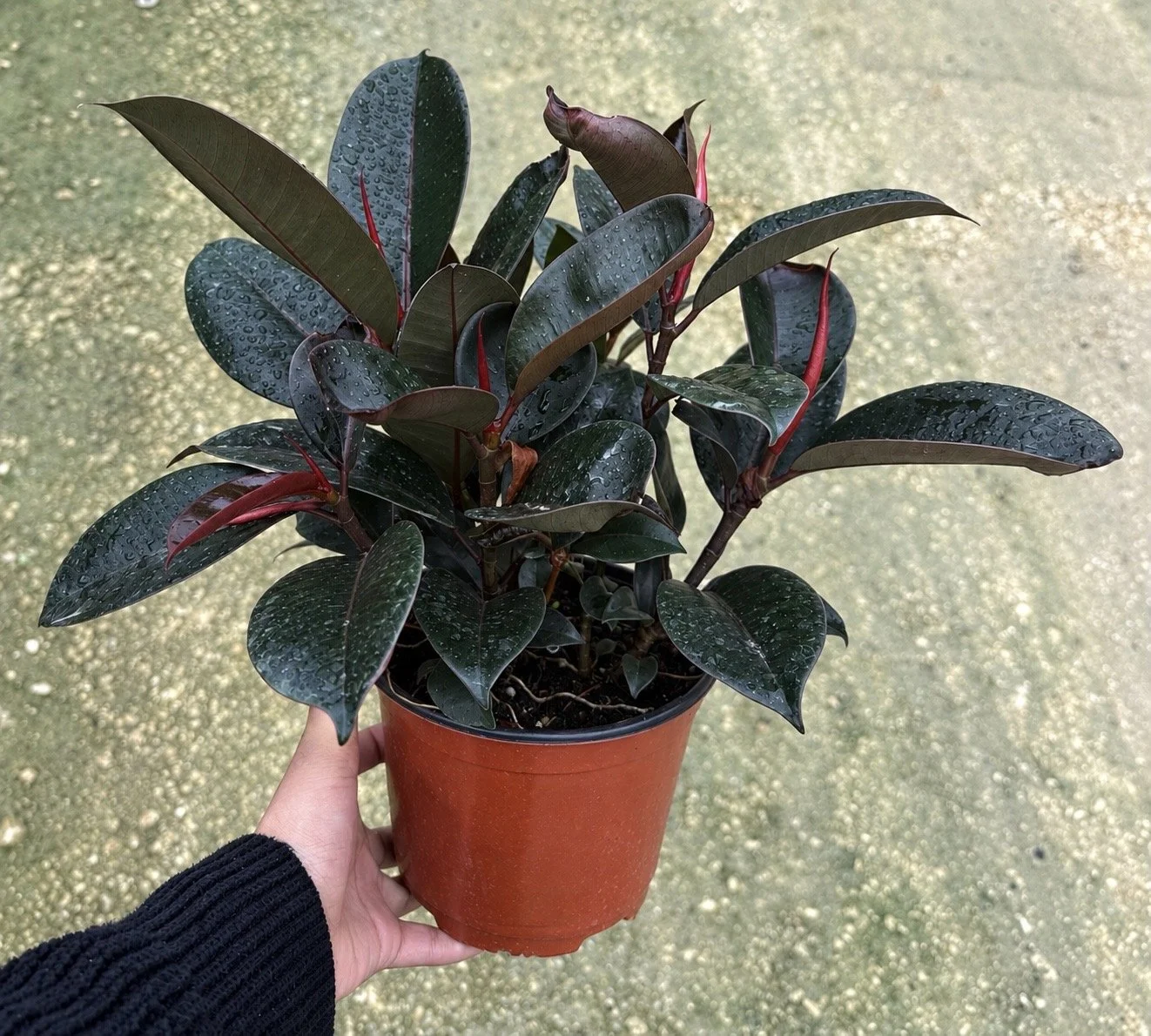 6" Ficus Burgundy Clump
