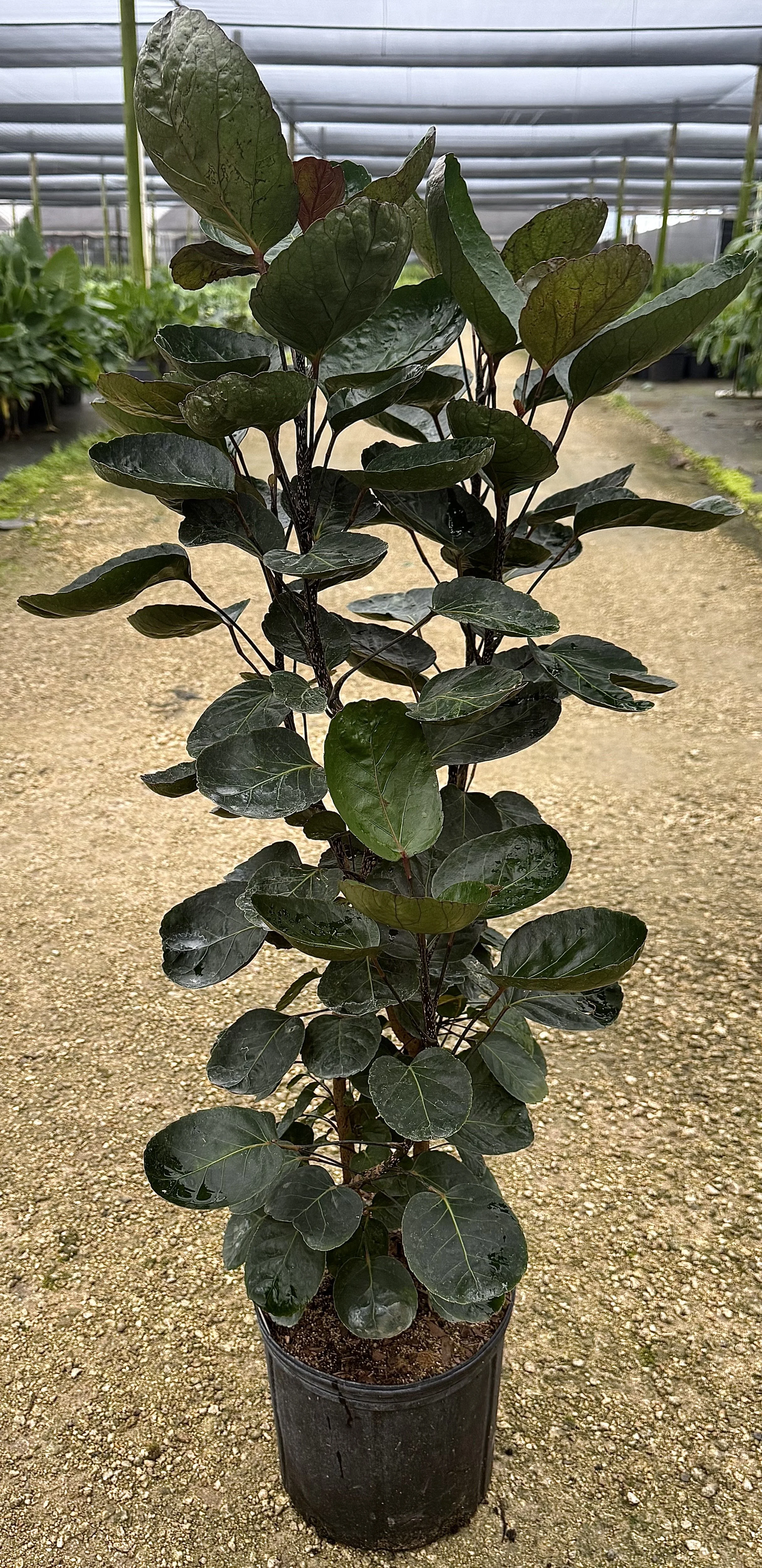 10" Aralia Fabian