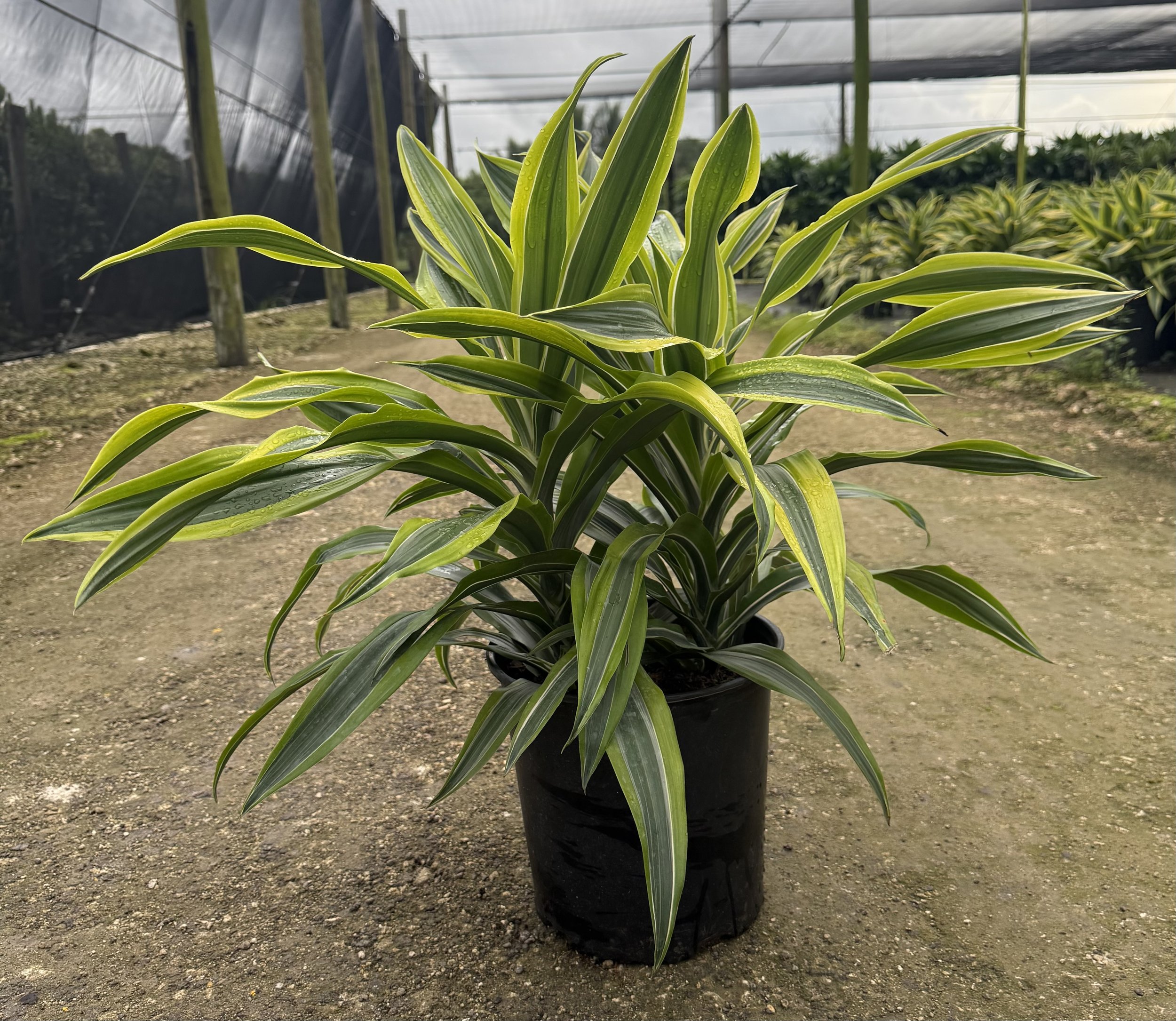 10" Dracaena Lemon Lime 2PPP