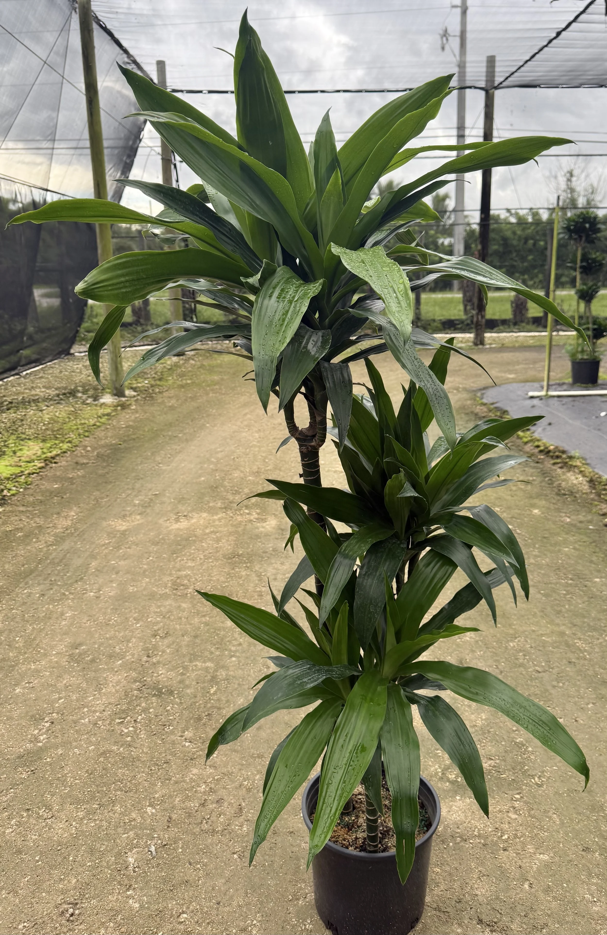 10" Dracaena Janet Craigh 3-2-1