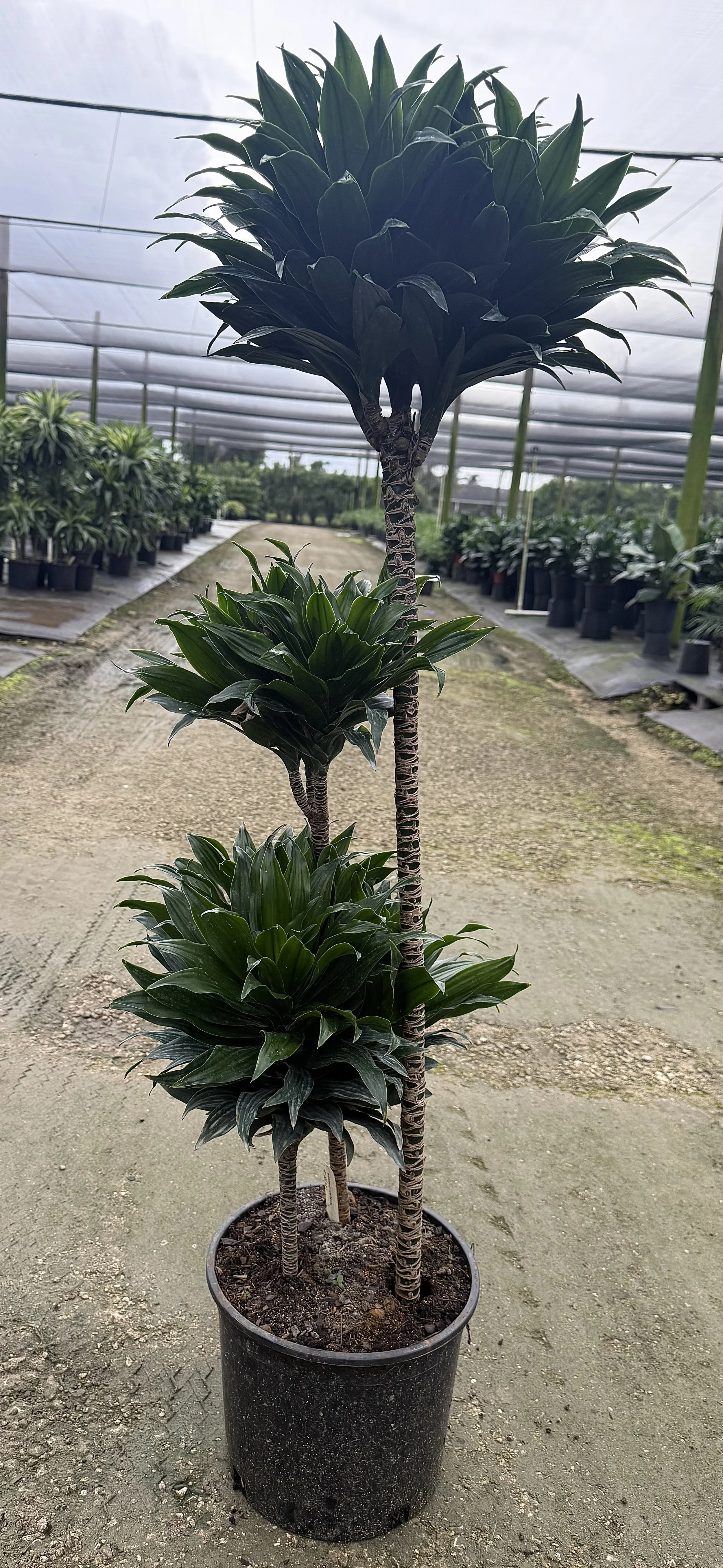 12" Dracaena Janet Craig Compacta