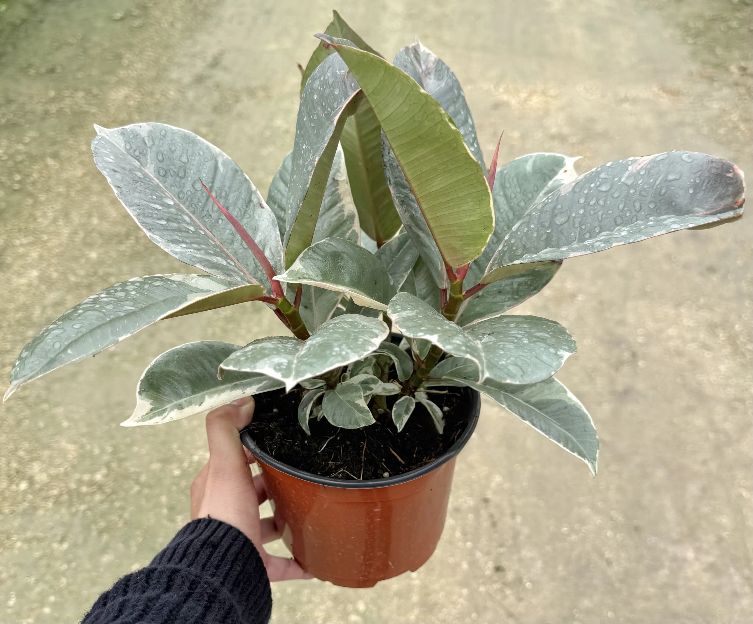 6" Ficus Tineke Clum﻿p