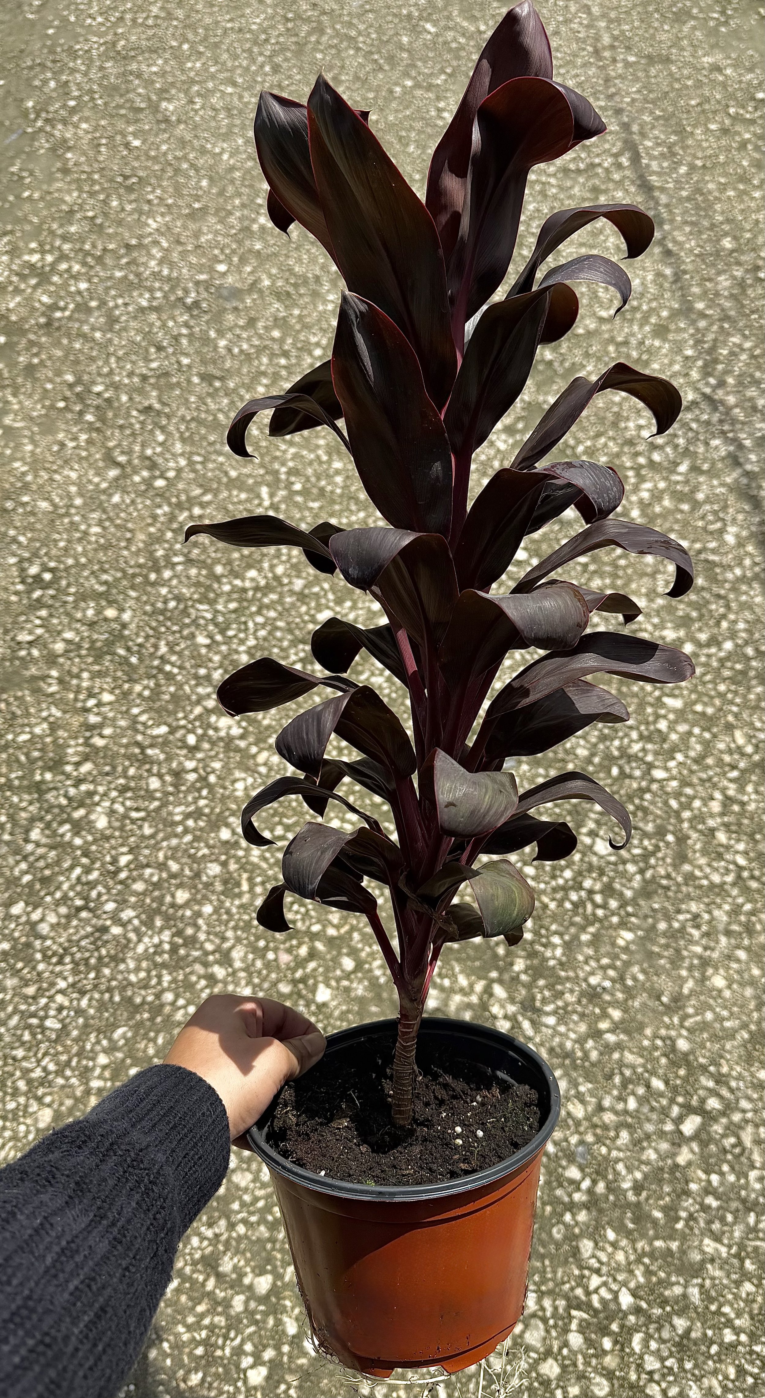 6" Cordyline Rolly