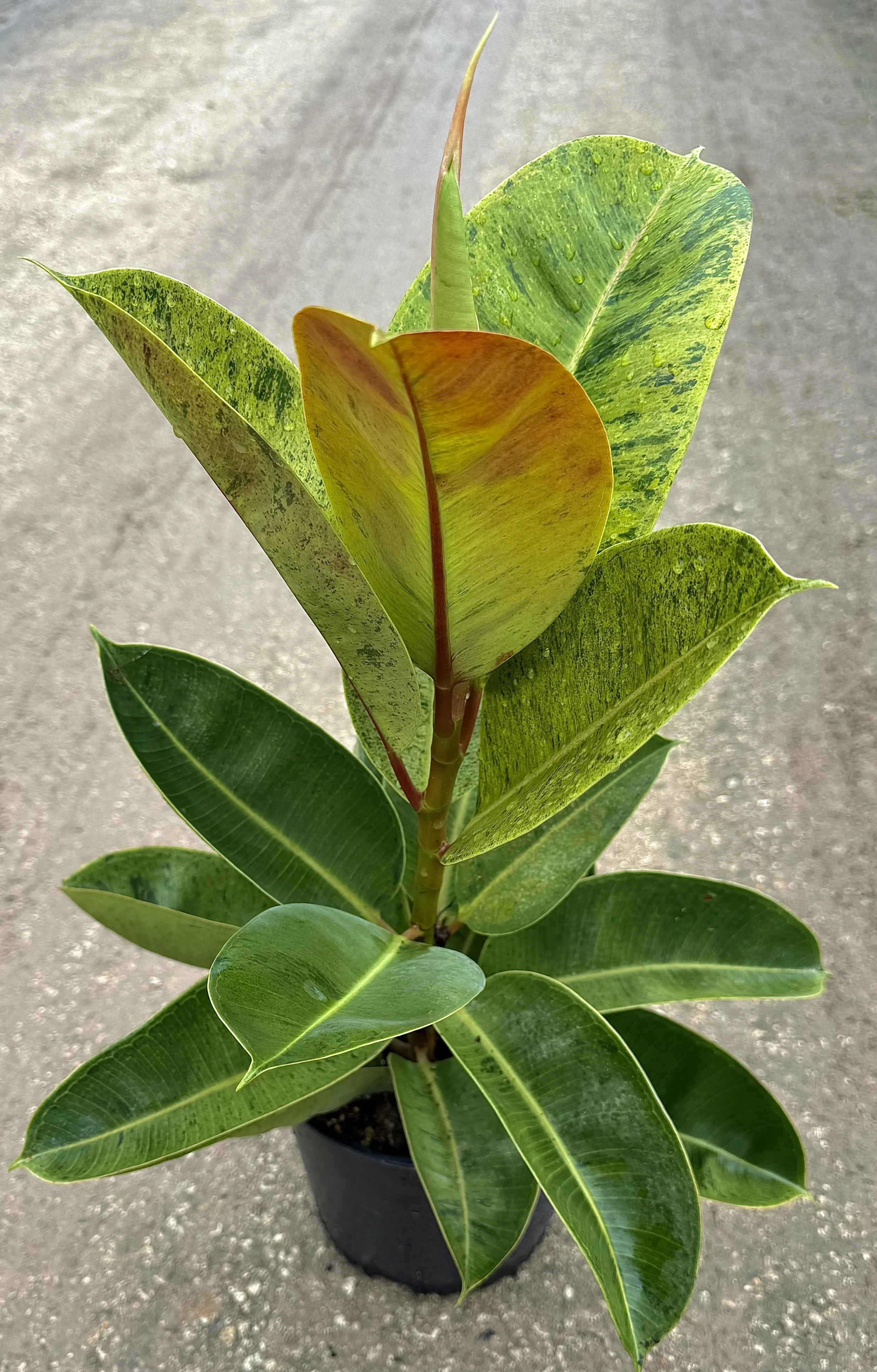 10" Ficus Shiveriana