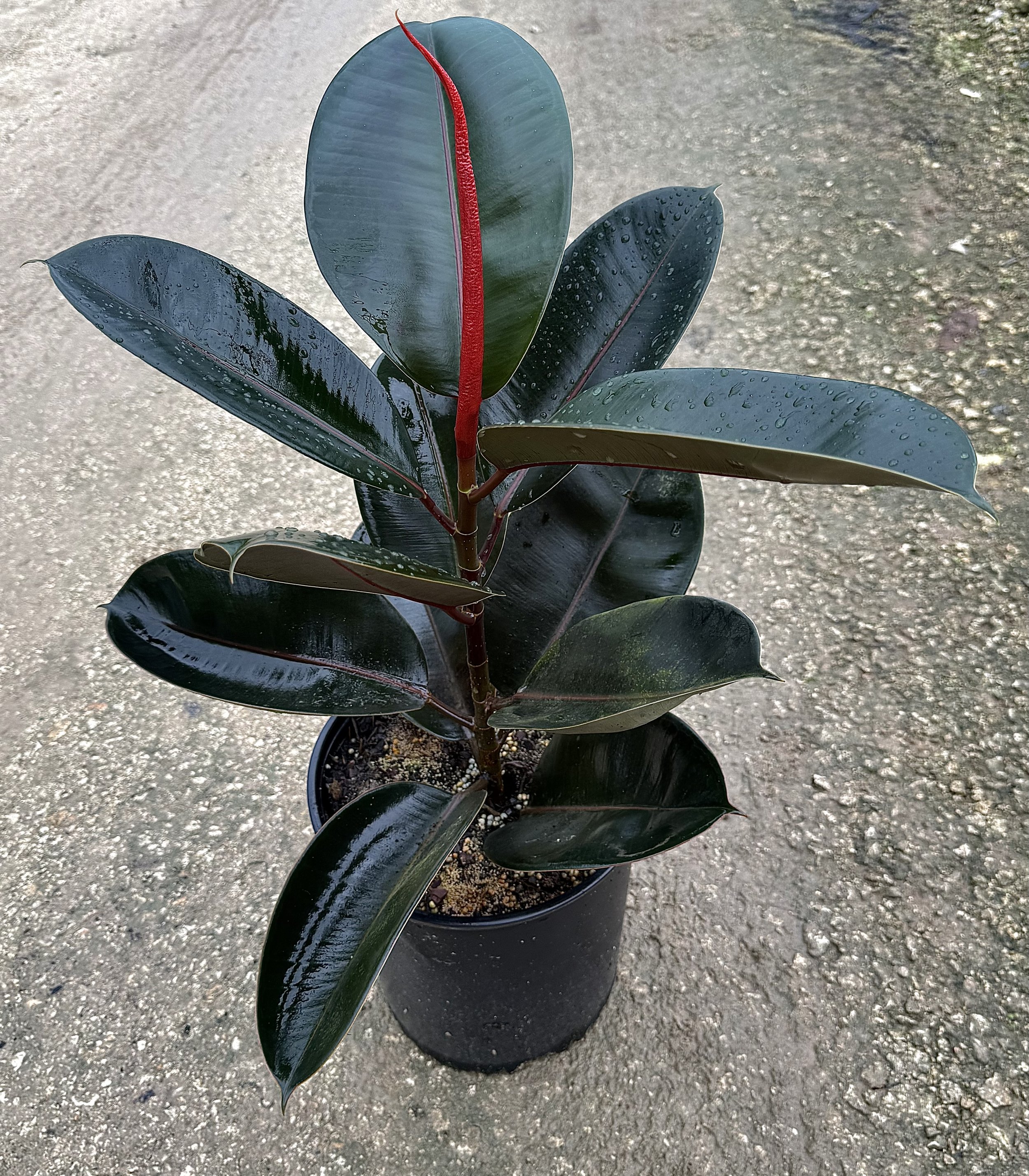 10" Ficus Burgundy 