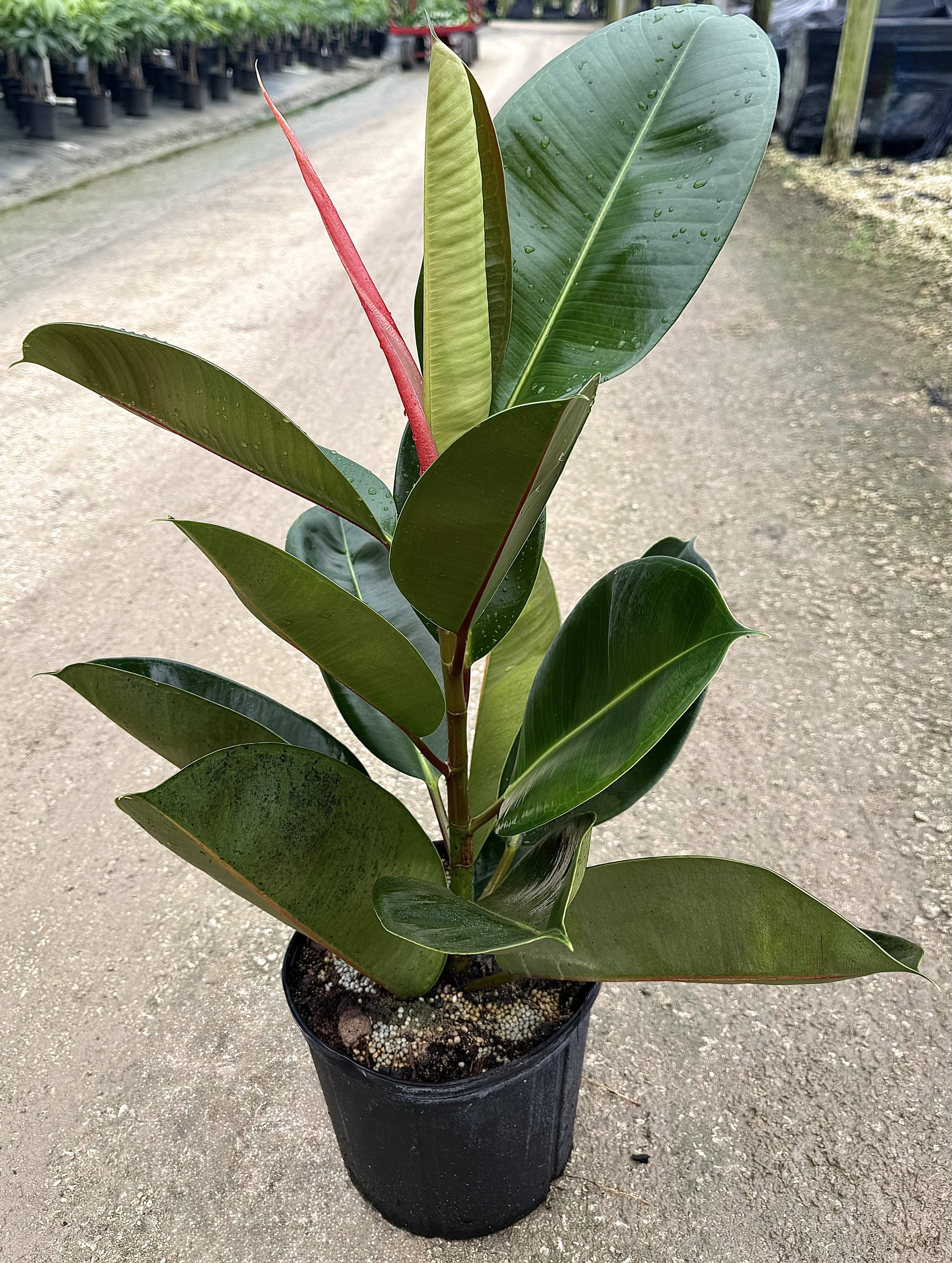 10" Ficus Robusta