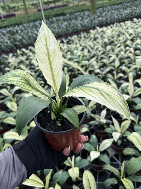 4" Spath Sensation Variegated