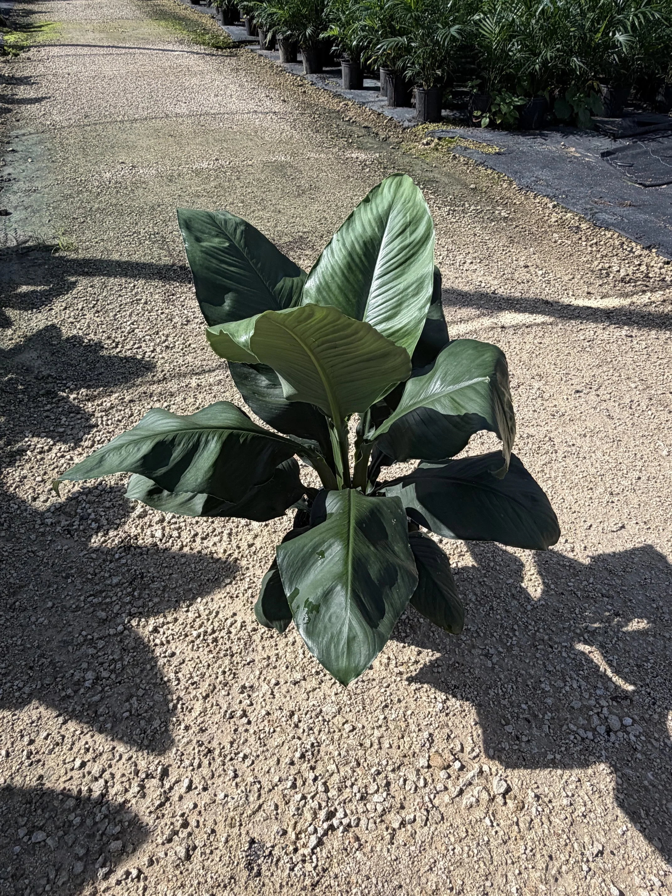 10" Spathiphyllum Sensation