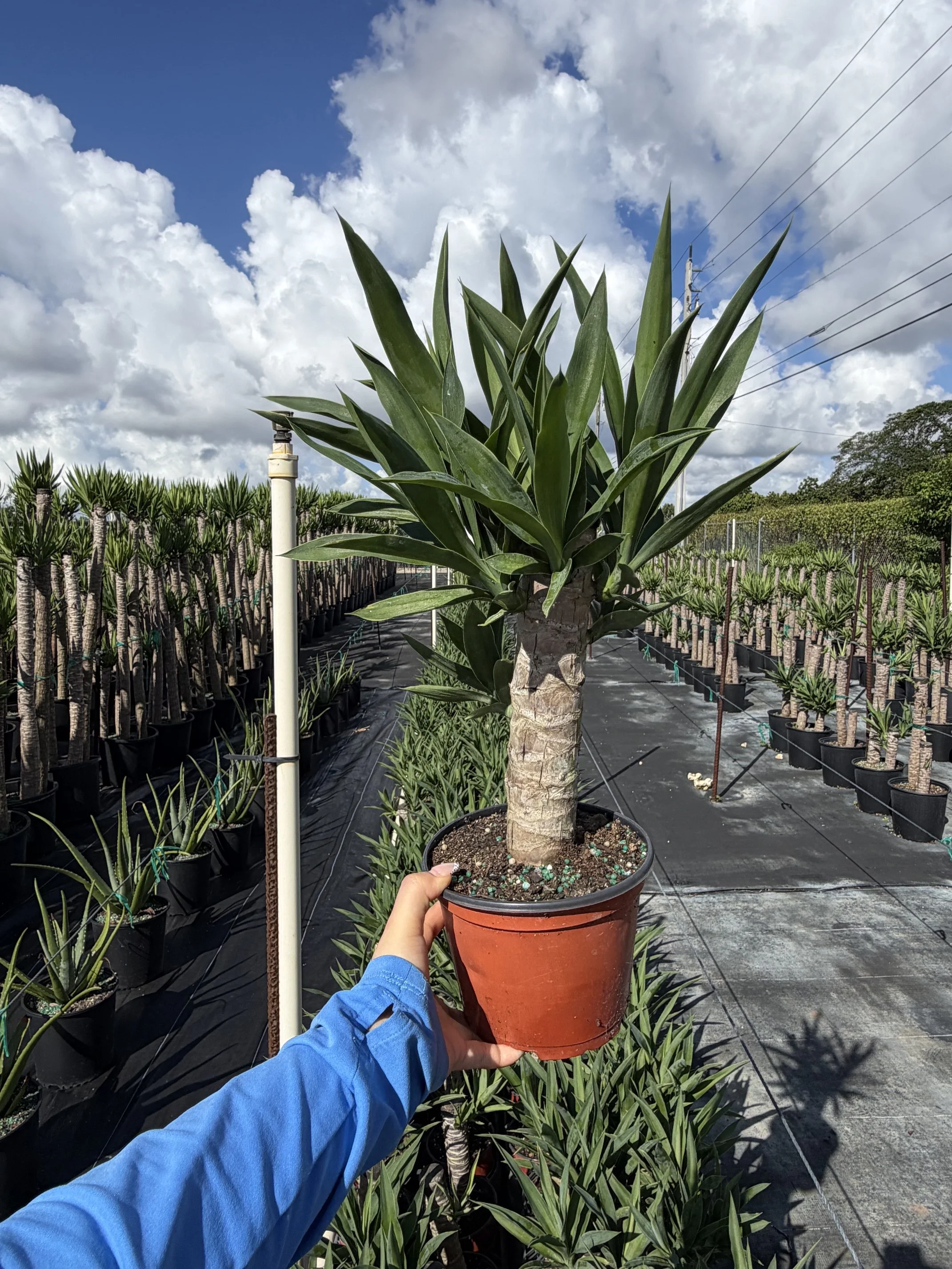 6" Yucca Cane