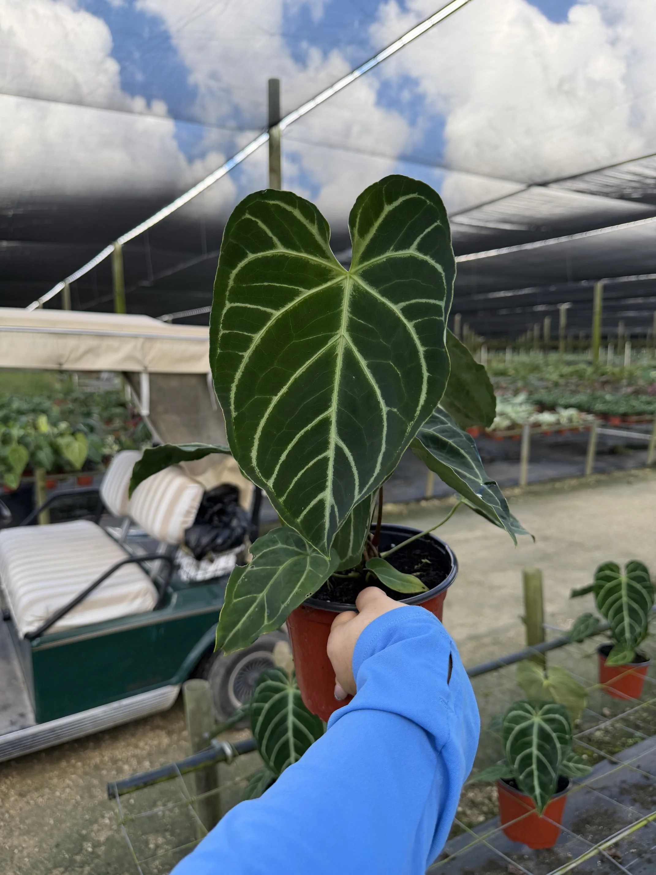 6" Anthurium Regale Hybrid
