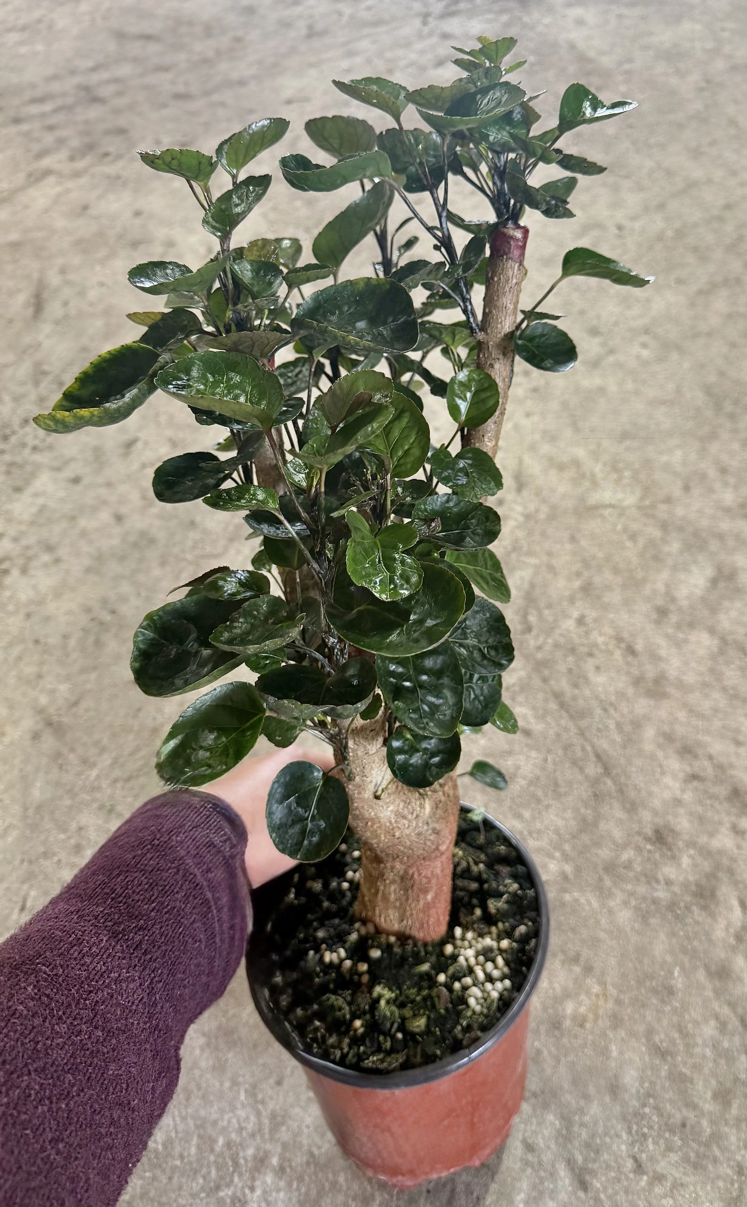 6" Aralia Fabian Stump 