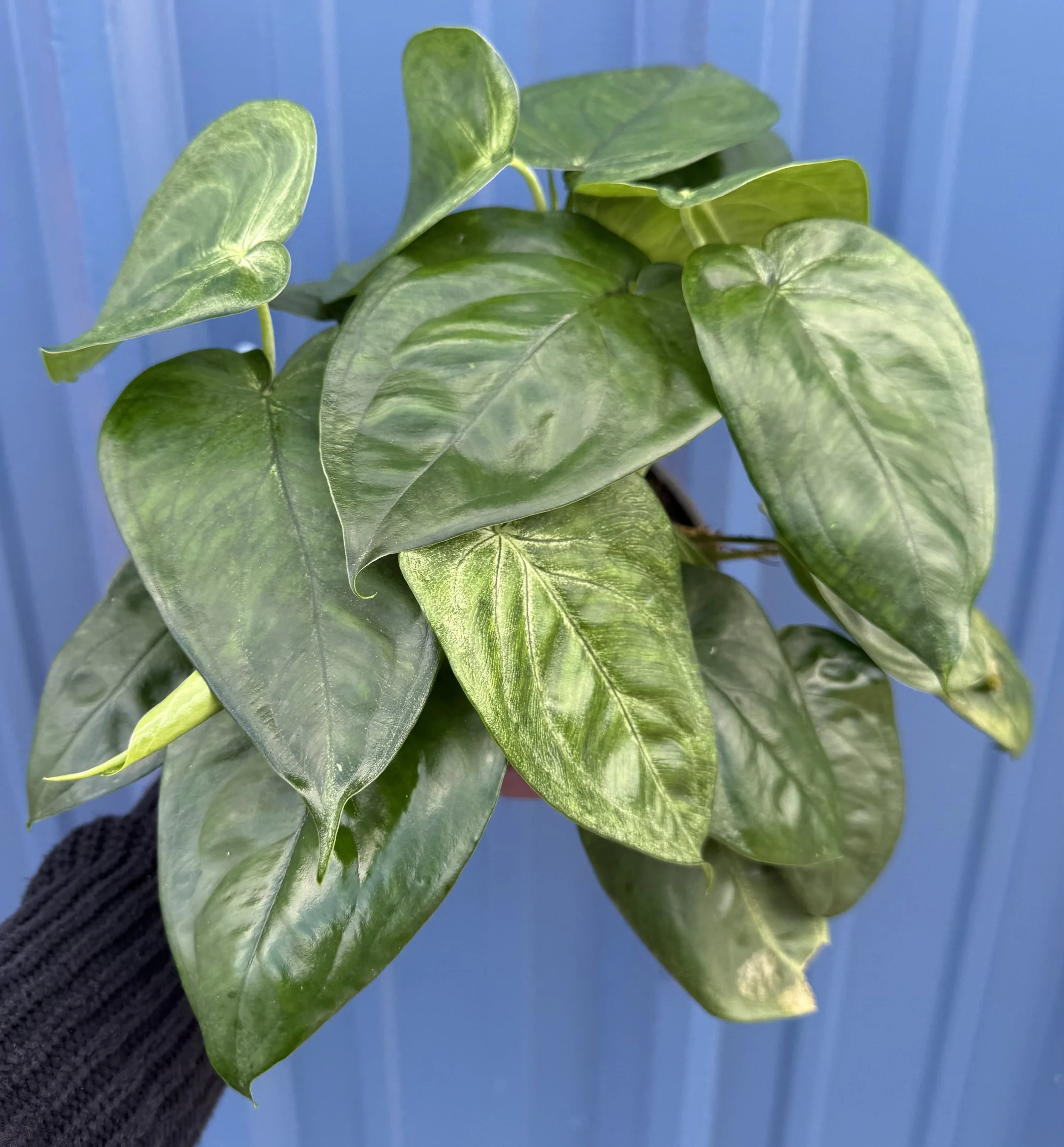 6" Syngonium Frosted Heart