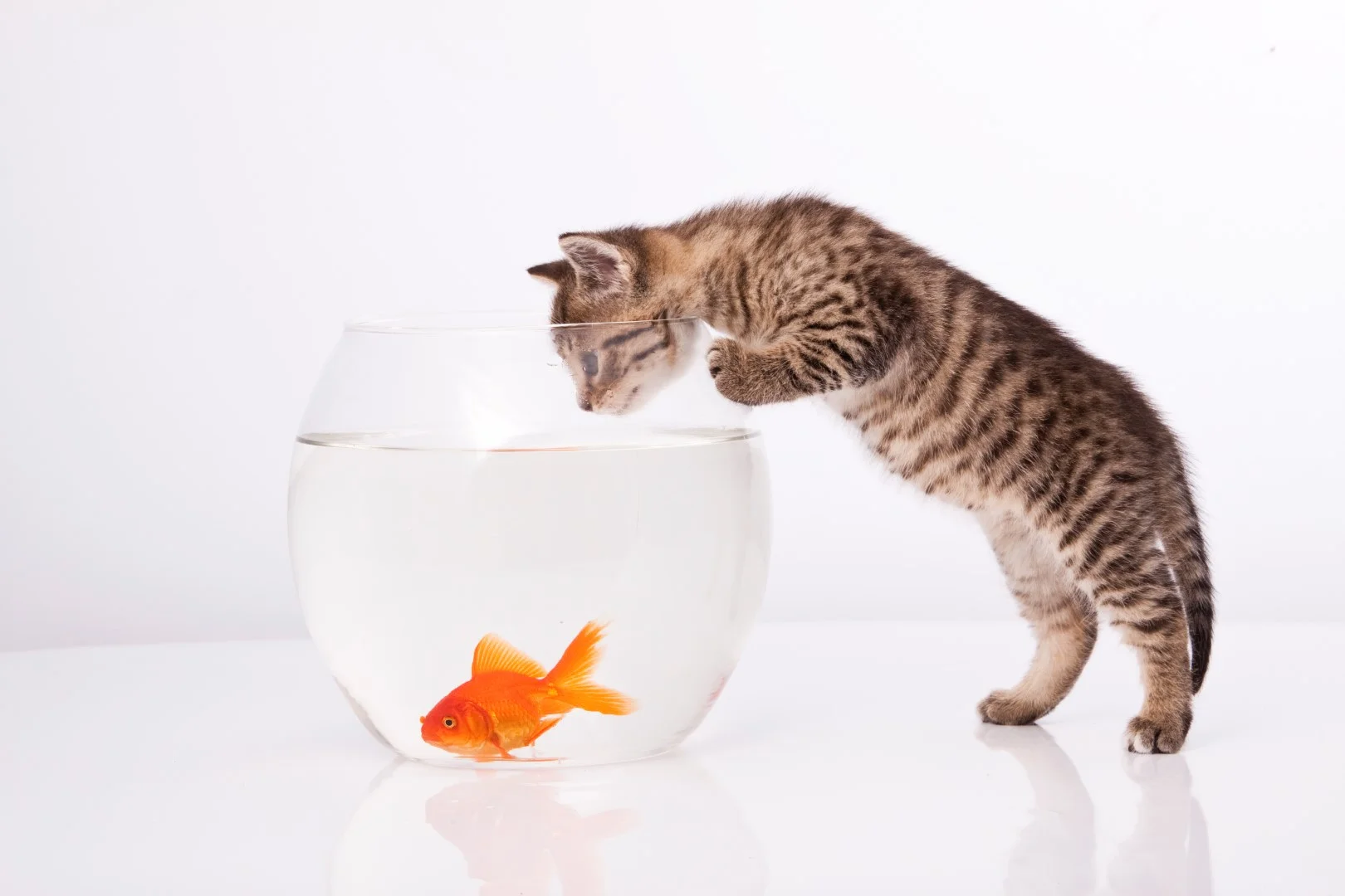 Cat-Looking-At-Goldfish.jpg