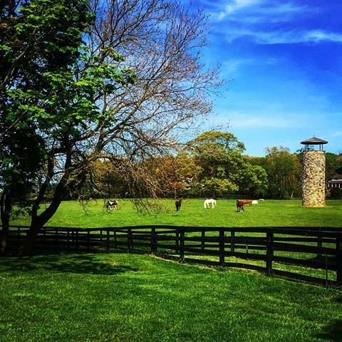 Long Island Horse Farm
