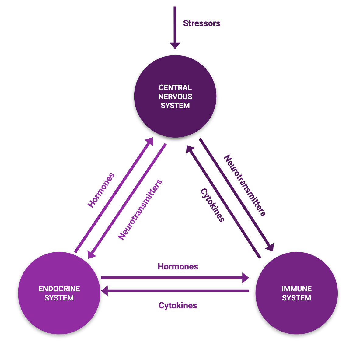 This is actually an oversimplification of the interactions but goes to show these systems are intimately interconnected.