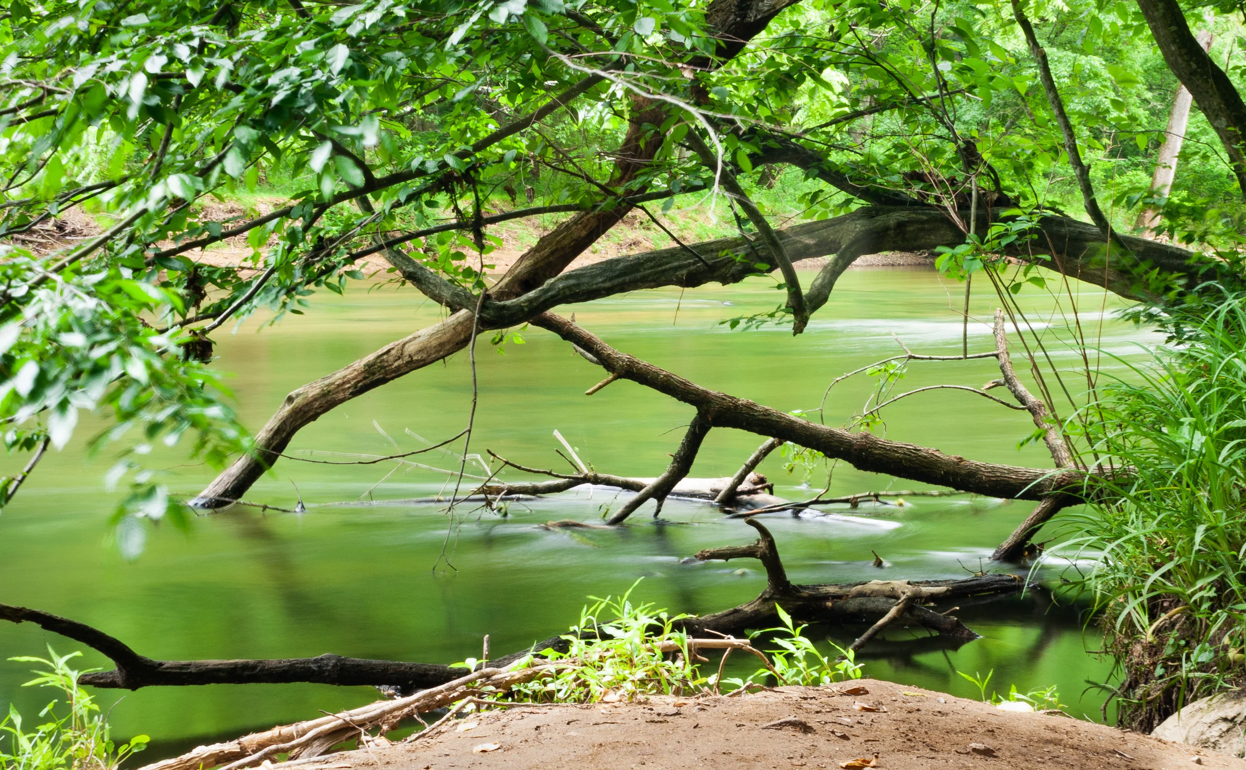 FreshGreenesPhoto-GLP1907-05-8785.jpg
