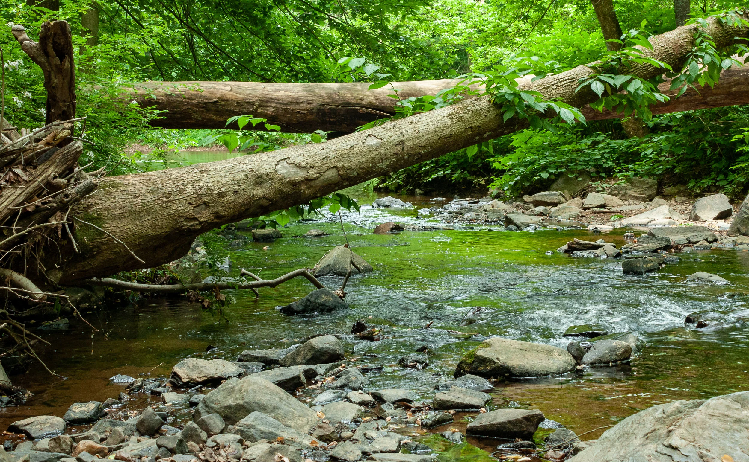 FreshGreenesPhoto-GLP1907-06-8848.jpg