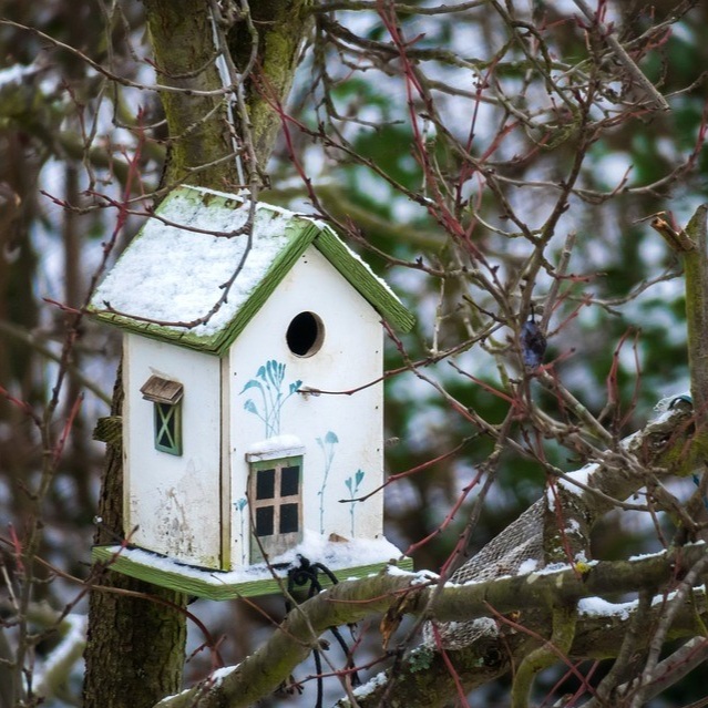bird-feeder-3878421+-+small.jpg