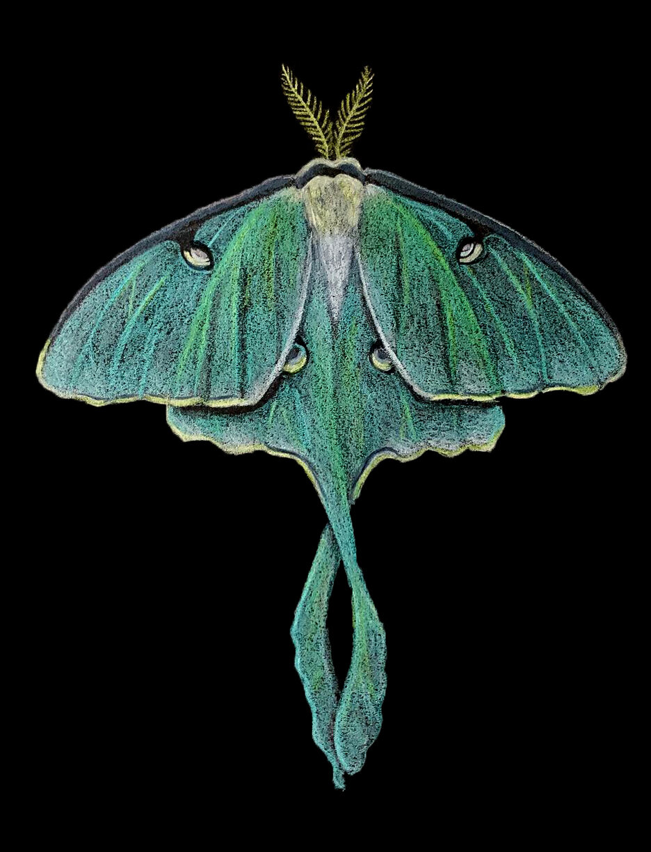 Luna Moth