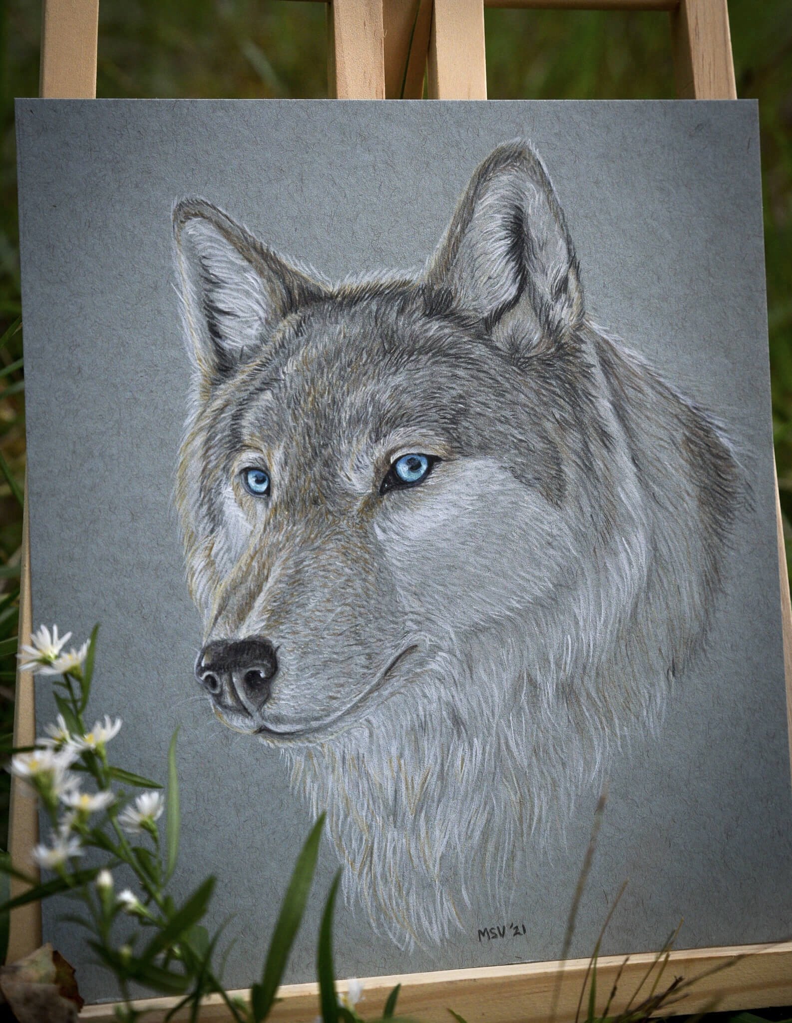 Gray Timber Wolf