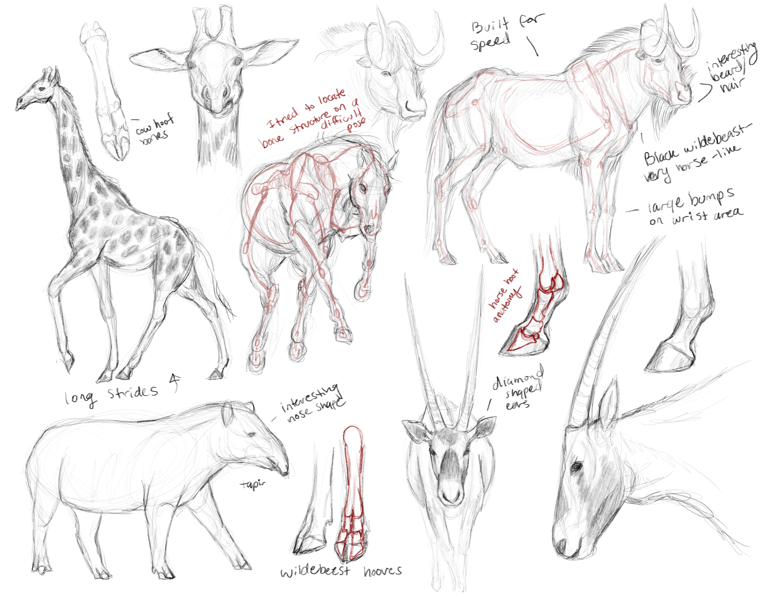 Equine and Bovine Sketches