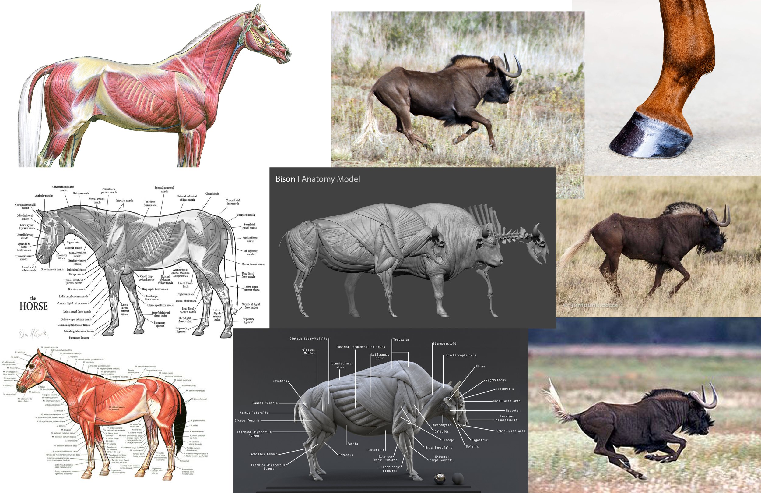 Equine and Bovine References