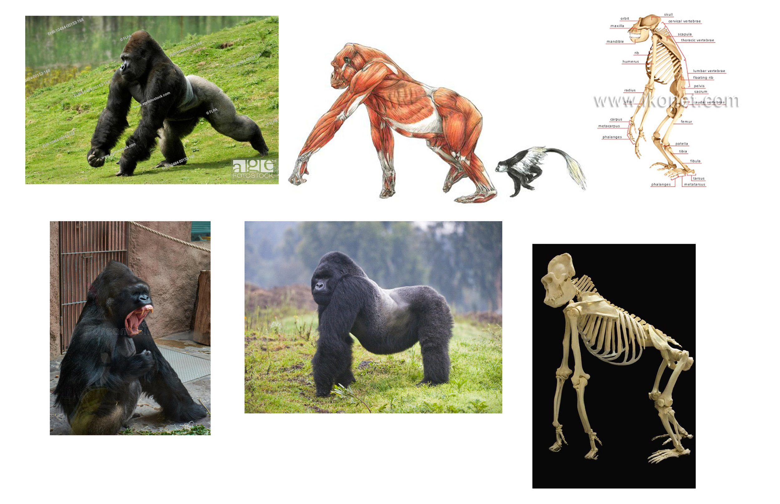 Gorilla References 