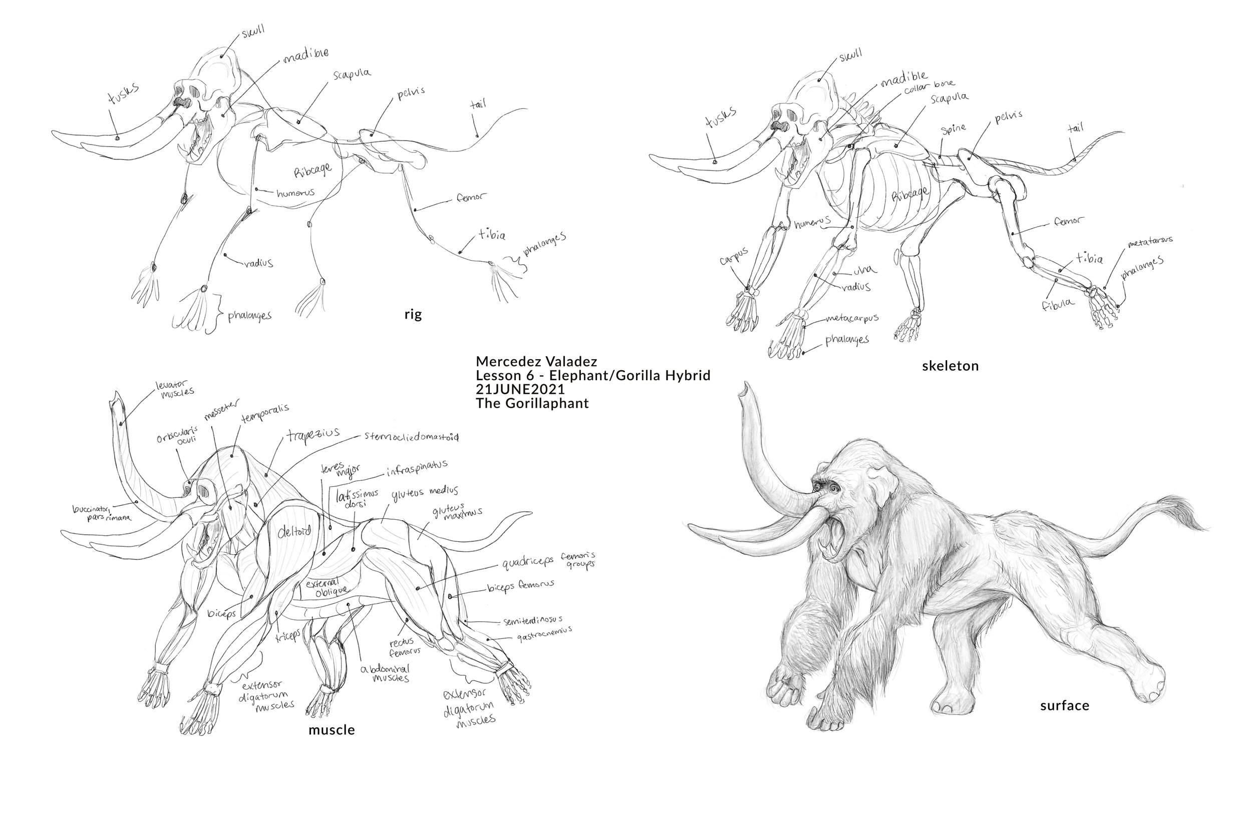 LESSON 6 - Elephant-Gorilla Hybrid, The Gorillaphant