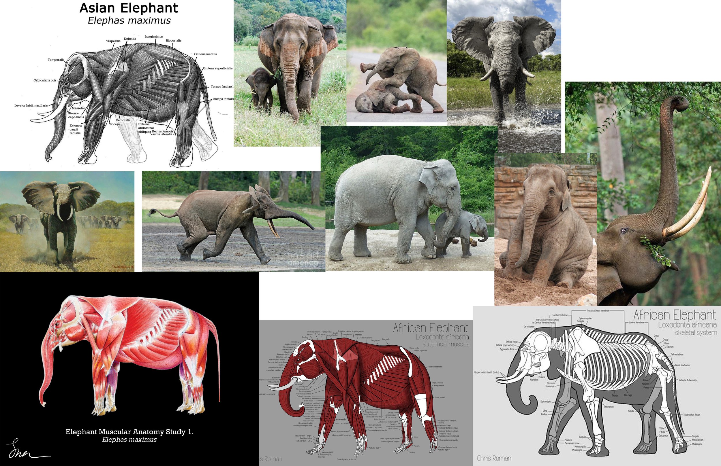 Elephant References 