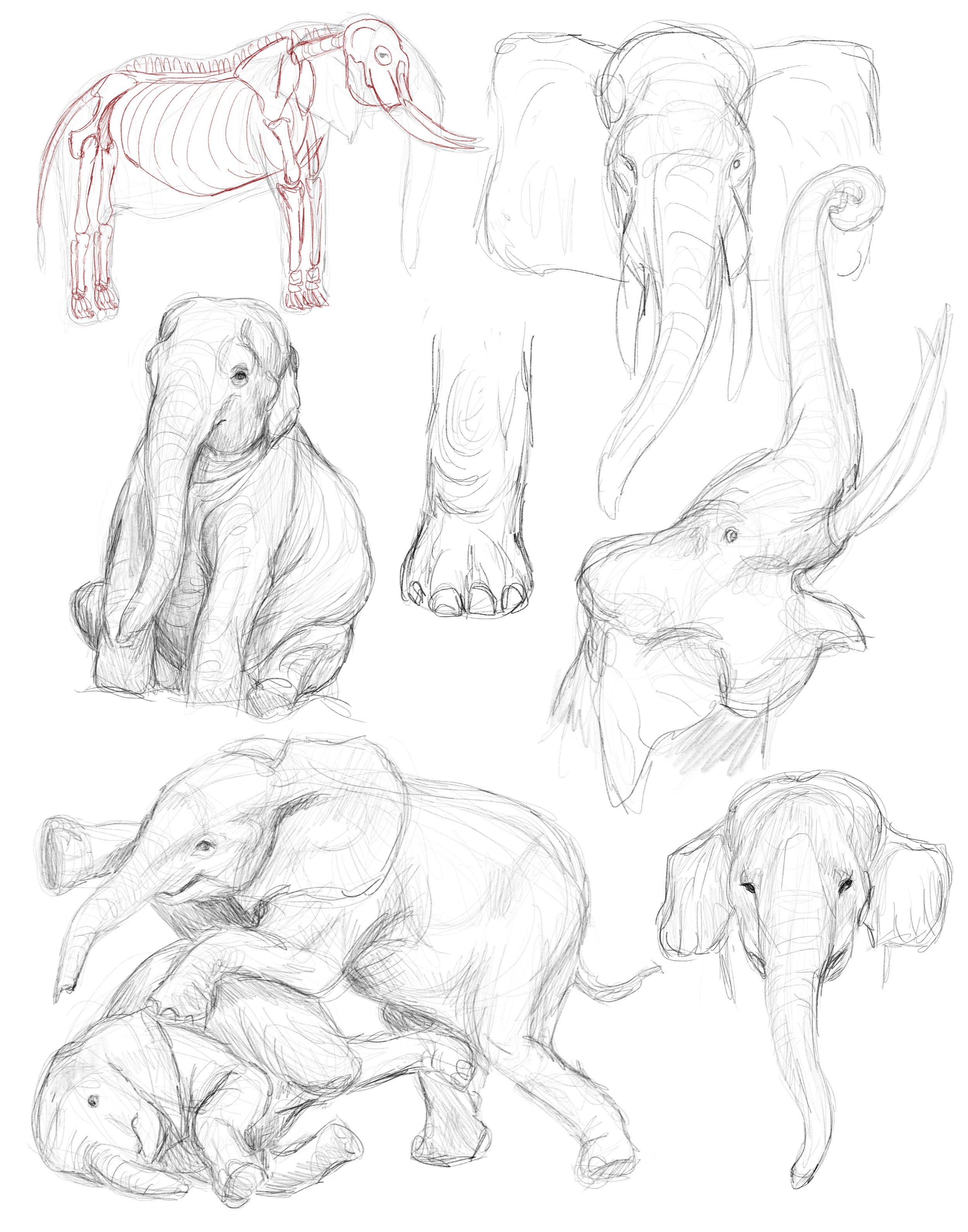 Elephant Sketches